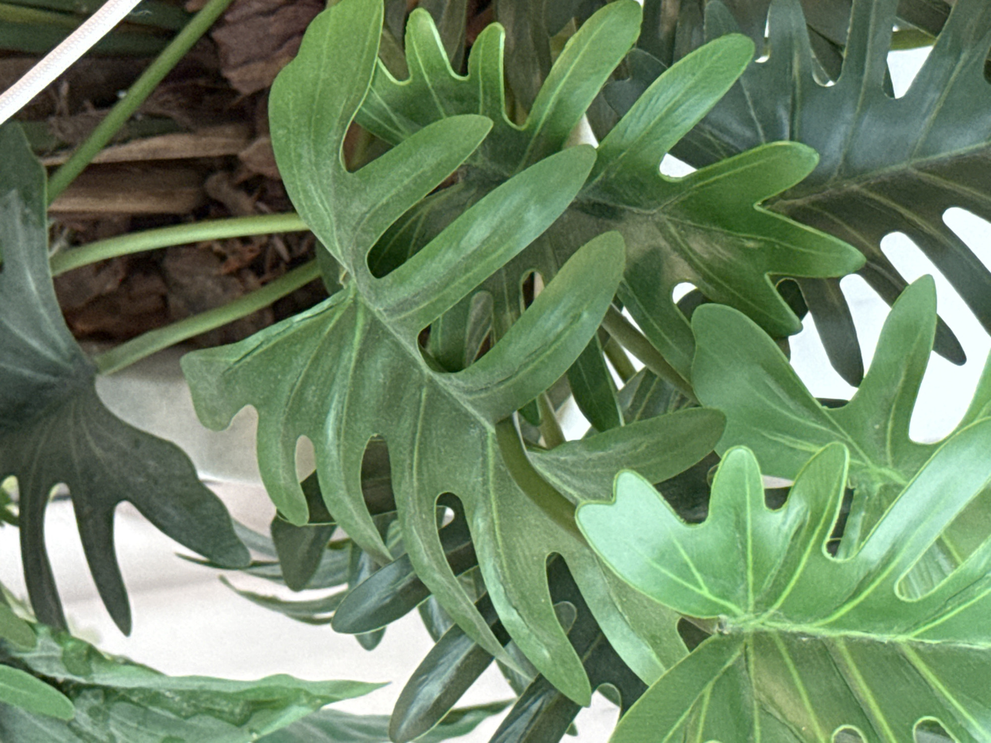 This is a close-up, eye-level, medium shot of several large, green, lobed leaves of a philodendron plant. The leaves are textured with prominent veins. The background consists of a blurred white surface and brown, woody stems. The image is an indoor shot, likely a home or office setting, and there is no indication of the city of Ob, Russia.