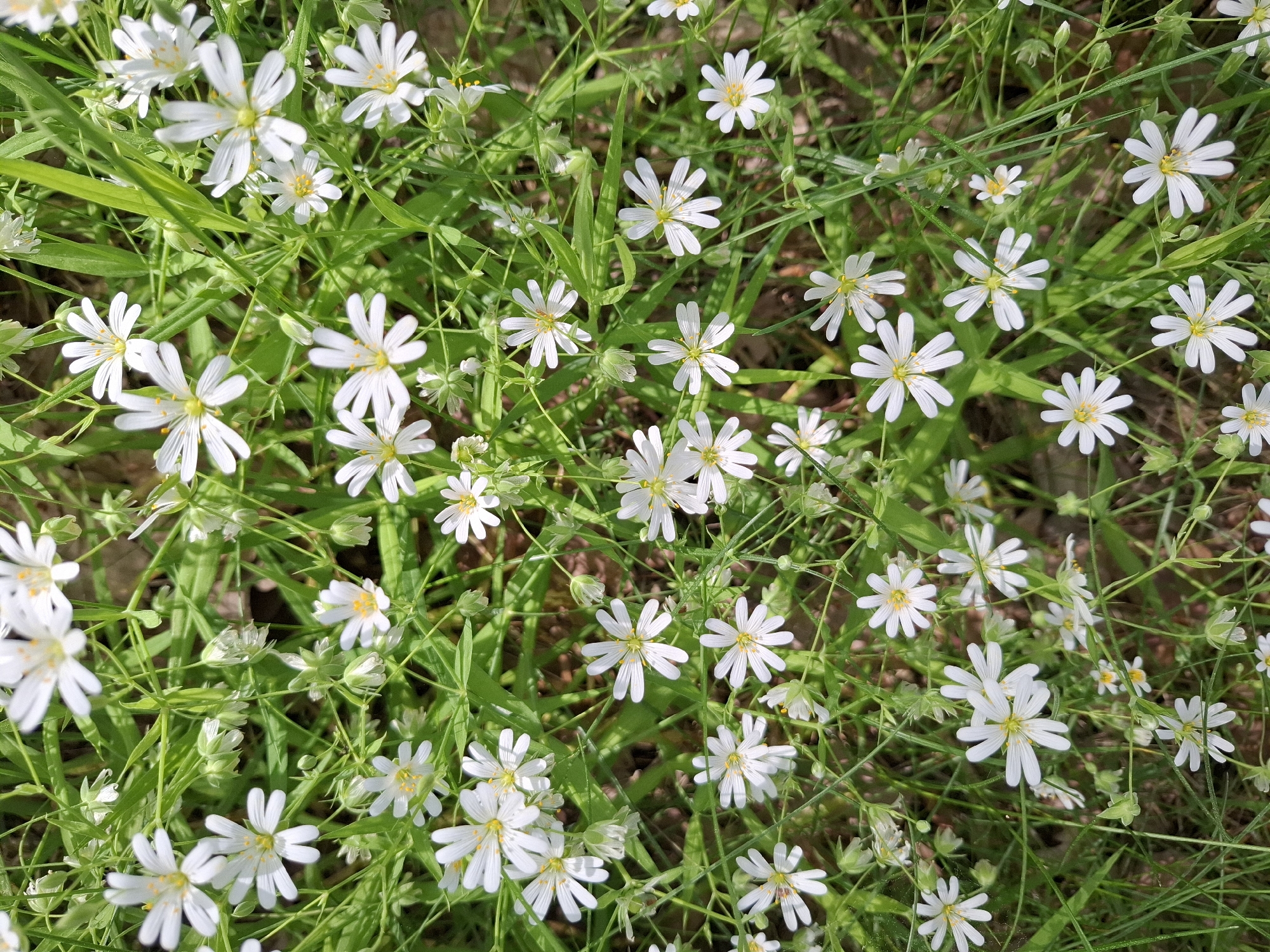 The image depicts a patch of field chickweed (Cerastium arvense) in bloom, likely in a natural or semi-natural area within or near Khlevnoye, Russia. The scene is a close-up, ground-level view of the plants, with numerous small, white, star-shaped flowers interspersed with thin, green, grassy foliage. The flowers are the focal point, densely clustered together, with some leaves and stems visible between them. The light conditions appear to be bright, with some subtle variations in shadow across the vegetation. No people or other specific objects are visible in the image, suggesting a focus on the flora itself.