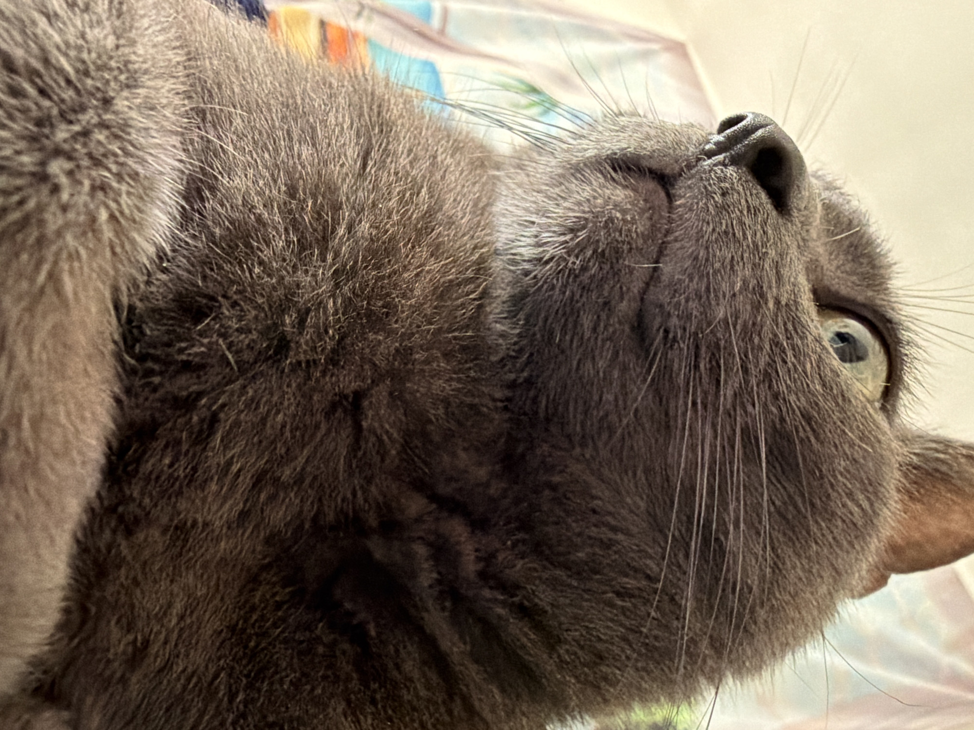 The image is a close-up, low-angle shot of a domestic cat's face and chest. The cat has gray fur and light green eyes. Its nose is dark and moist, with prominent whiskers. The background is blurred and appears to be a wall tapestry or curtain with a tropical beach scene depicted. There is no indication of the cat's location within Torrevieja, Spain. The scene is static and there are no humans or other animals present. The lighting suggests it is indoors, possibly in natural light.