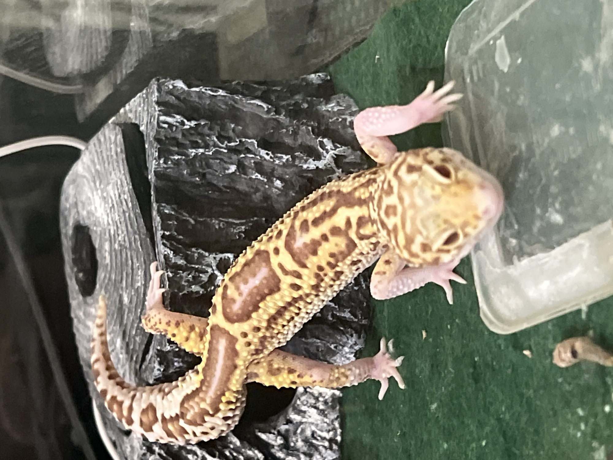 A tan and brown leopard gecko is positioned on top of a black, rocky structure within a terrarium. The gecko is facing the camera, with its front paws resting on the edge of a clear plastic container and the rock structure. A green surface is visible beneath the container and rock. The terrarium is partially visible in the background. There is no evidence indicating this image was taken in Mendeleyevsk, Russia.