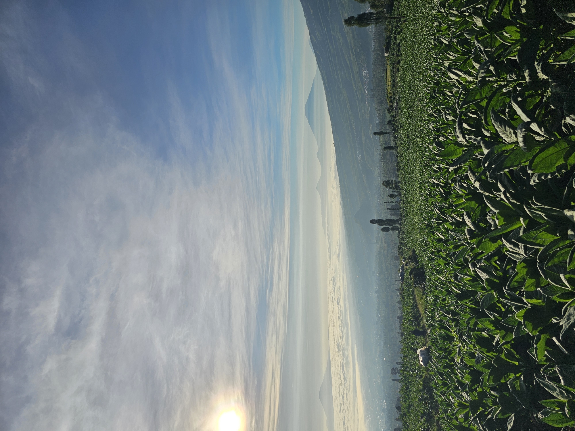 The image depicts a panoramic view of a tobacco plantation in Tlahab, Indonesia, at sunrise. The foreground is dominated by rows of lush, green tobacco plants, their large leaves angled towards the sun. In the middle ground, a person is visible next to a white tarp, possibly collecting or preparing the harvested leaves. Beyond the plantation, a valley stretches out, filled with a thick layer of clouds that obscure a city below. The distant background features a series of mountains, with one prominent peak silhouetted against the bright, sun-drenched sky. The sun, a brilliant orb, shines from the upper left, casting a warm glow and creating a hazy atmosphere. The sky is a vibrant blue, streaked with wispy white clouds. The overall scene conveys a sense of rural tranquility and the early morning harvest.