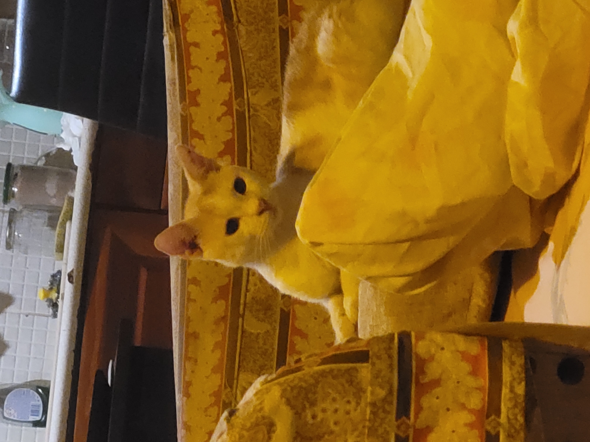 A medium shot depicts a yellow cat with visible black eyes, positioned on a yellow patterned surface. A yellow cloth drapes beside the cat. The scene includes what appears to be a table or shelf in the background, along with a chair or similar object. The setting is an indoor environment, possibly a kitchen or a dining area, evidenced by the presence of kitchenware and furniture.