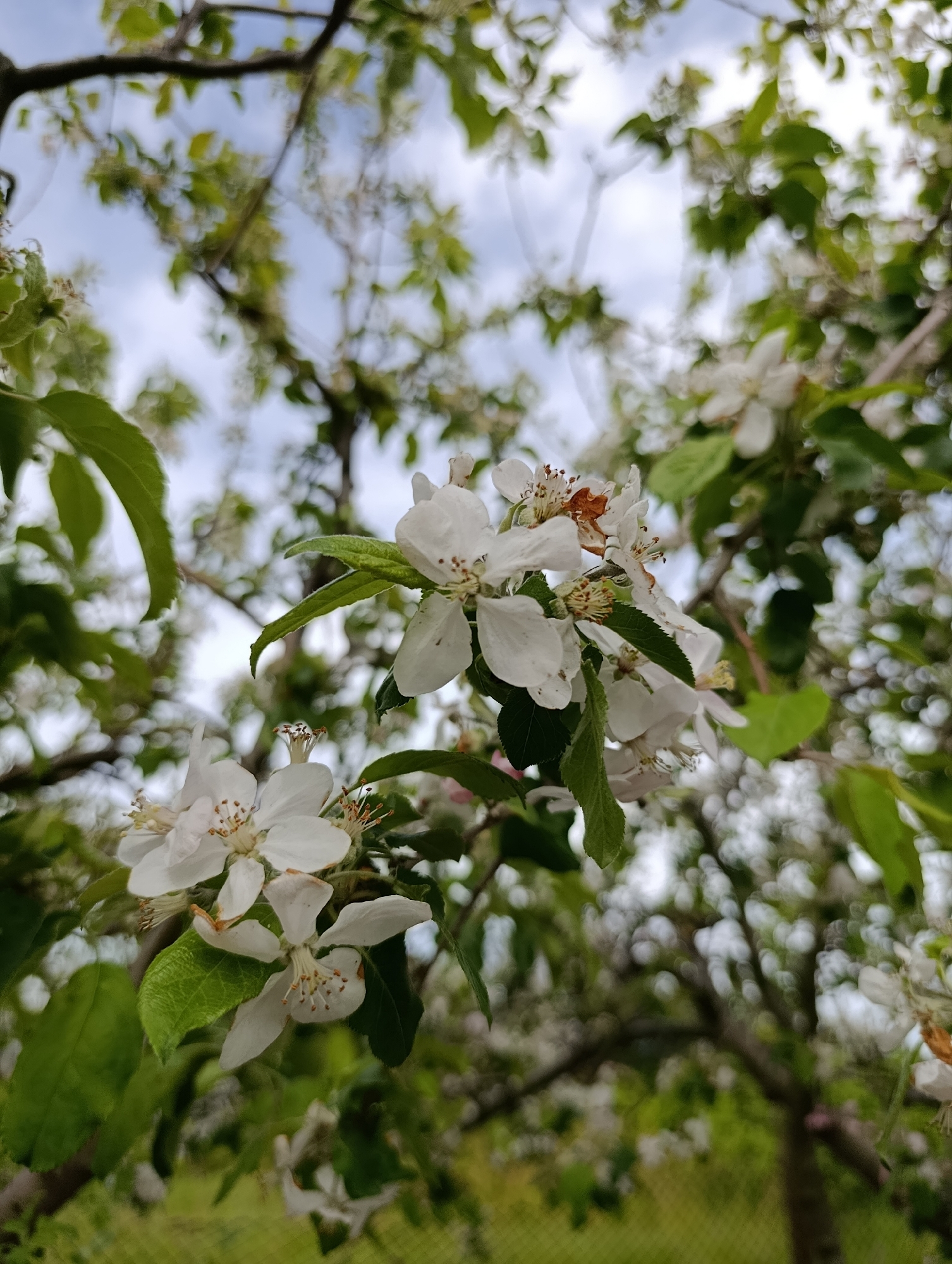 The image depicts a close-up view of white blossoms on a tree, likely in an orchard setting. The flowers are in various stages of bloom, with some showing brown discoloration on the petals. Green leaves are interspersed among the flowers. The background is blurred, showing branches and foliage, with a glimpse of a cloudy sky. The location is likely Generalovo, Bulgaria.