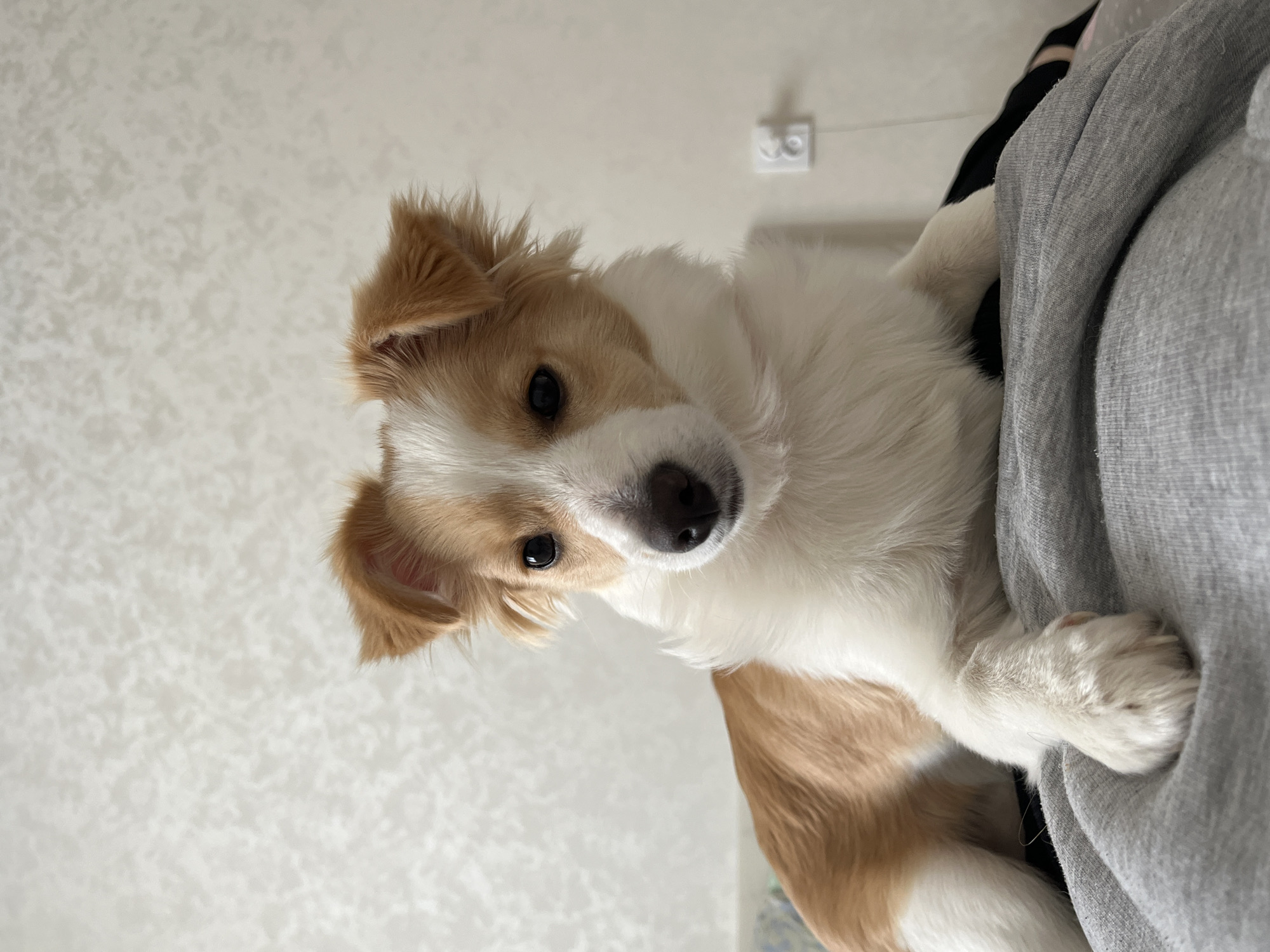 A medium shot depicts a light brown and white dog looking at the camera. The dog rests its front paws on a gray fabric, likely clothing. A white electrical outlet is visible on the light beige wall in the background. The location and city are unknown.