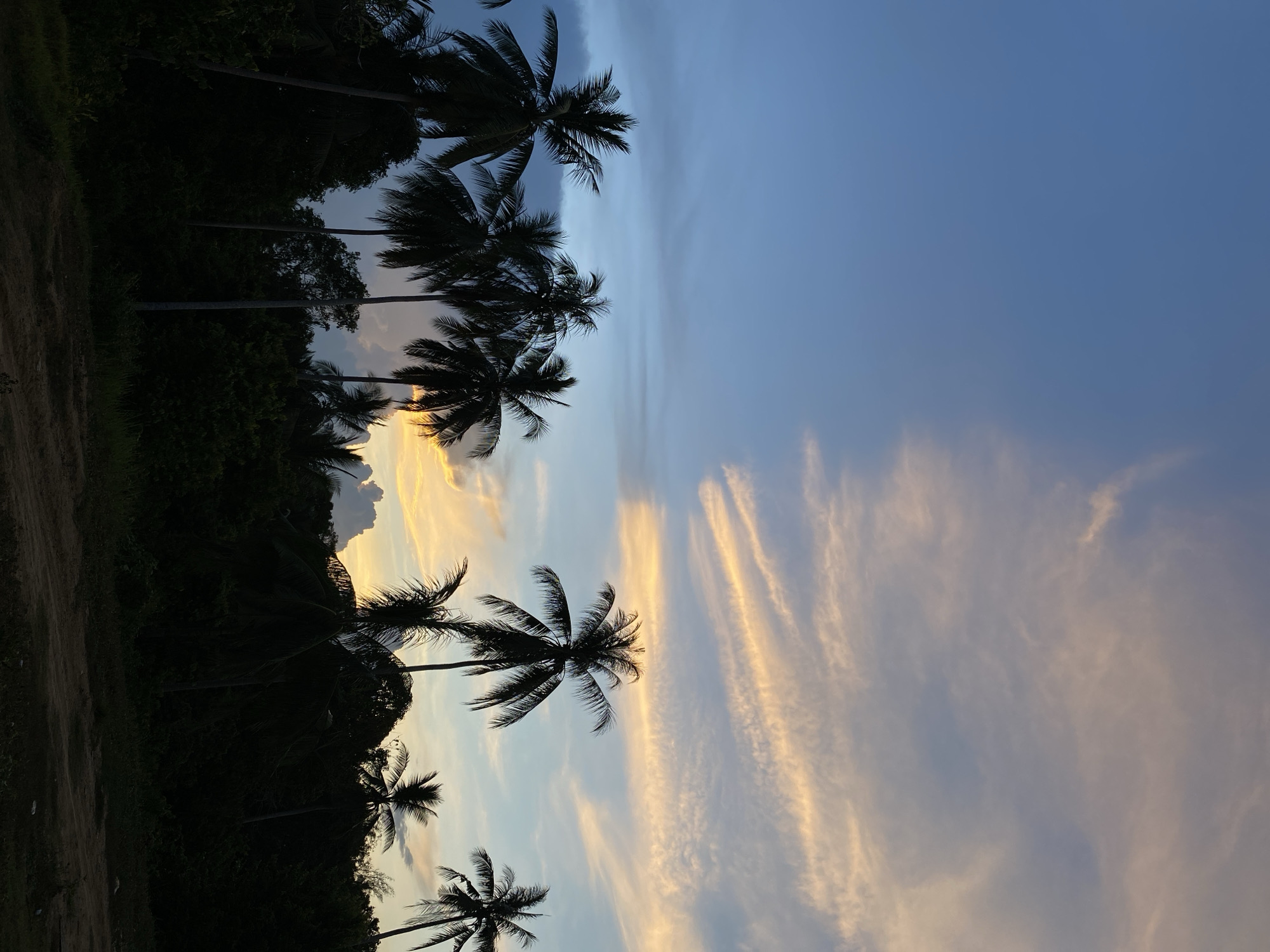 The image shows a sunset scene in Seuneubok Teungoh, Indonesia, featuring silhouettes of coconut palm trees against a backdrop of a blue and orange sky with streaky clouds. A dark, possibly forested area lines the bottom left of the frame. The trees are of varying heights, with their fronds visible against the colorful sky. A dirt path is at the very bottom left.