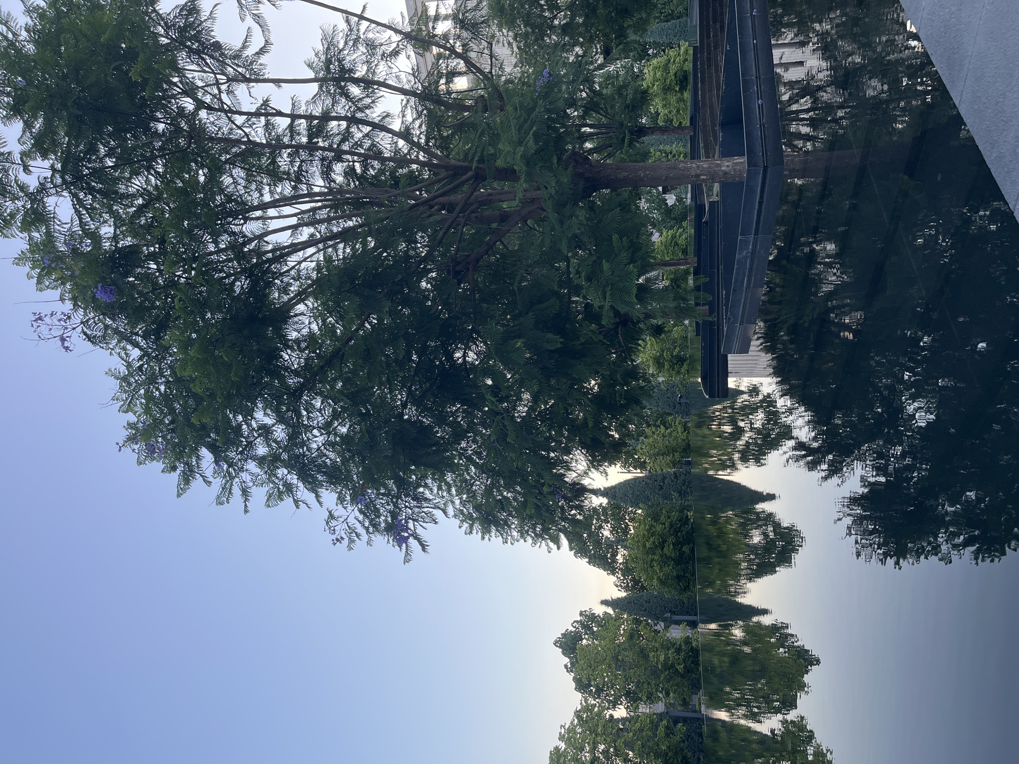 The image depicts an outdoor scene featuring a large tree with delicate green leaves and scattered purple flowers. The tree is positioned in the foreground, with its reflection clearly visible in a dark, still body of water. The water appears to be part of a reflecting pool or fountain, with dark, square planters surrounding some of the trees. Beyond the water and trees, a modern building with a light-colored facade and numerous windows is visible. The sky is clear and a pale blue, suggesting it might be early morning or late evening. The environment appears to be a well-maintained urban park or plaza. The location is identified as a park in Krasnodar, Russia. There are no people visible in the image.