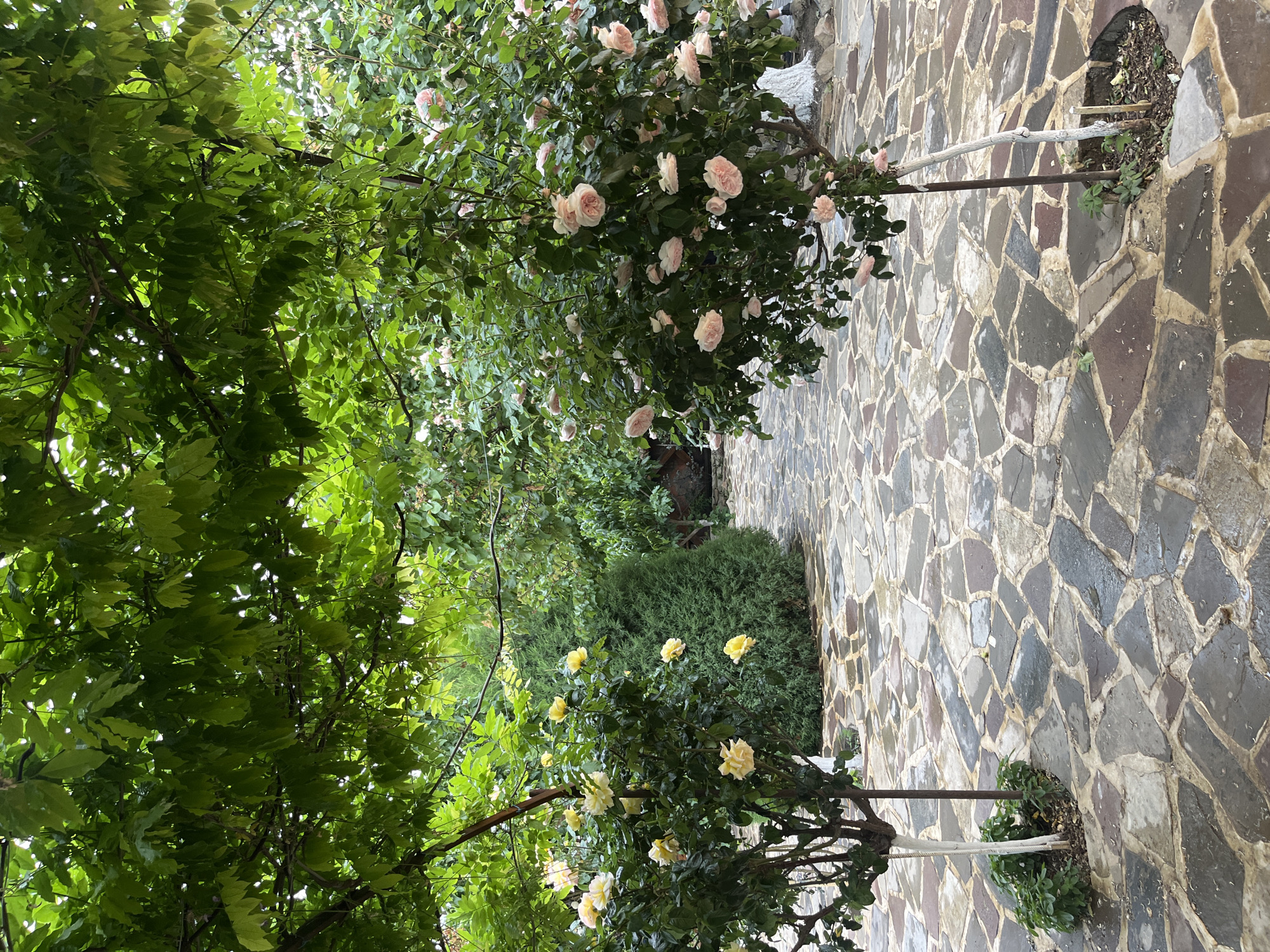The image shows a stone-paved pathway flanked by trees and flowering bushes, seemingly in an outdoor garden setting in Miatli, Russia. The paving stones are of irregular shapes and various shades of gray, brown, and beige. On either side of the path, there are trees with dense green foliage. To the right and left are flowering bushes with pink/white and yellow blossoms. The bushes are trained, and a supporting structure is visible. In the background, there is more greenery, possibly hedges or additional trees.