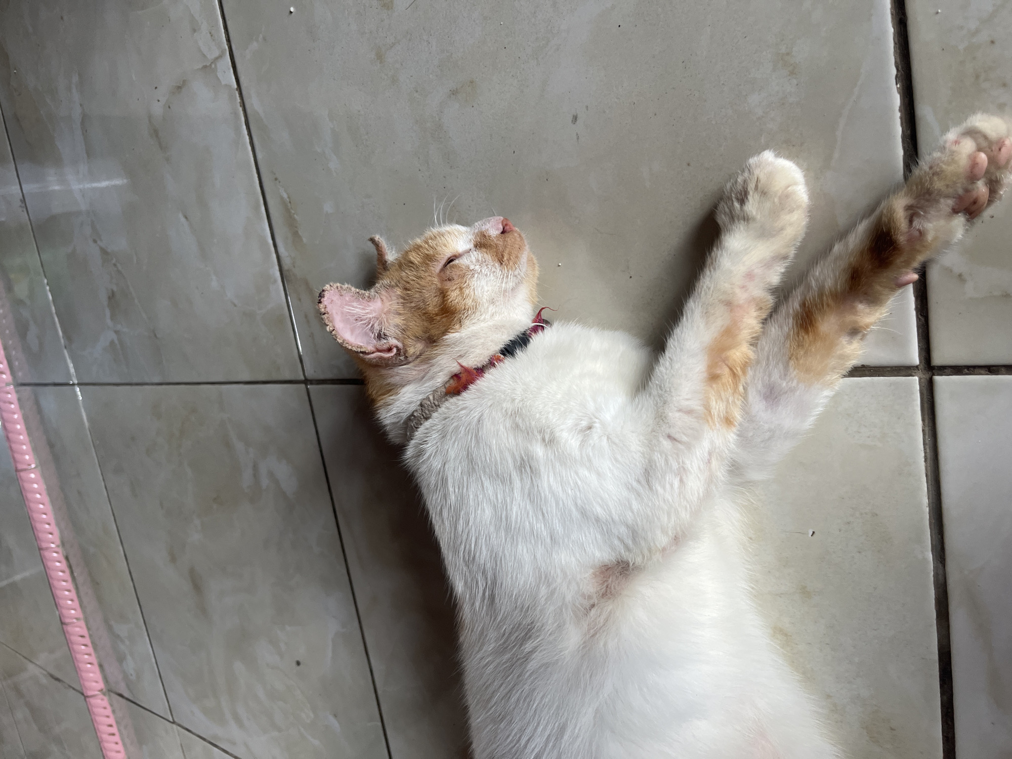 In Karangrandu, Indonesia, a domestic cat with white and orange fur lies on a tiled floor, its eyes closed in sleep. The cat is wearing a red and black collar. The floor is made of square, beige tiles with visible grout lines. A pink object, possibly a piece of furniture or a decorative item, runs horizontally across the top of the image, also appearing to be segmented. The lighting suggests an indoor or covered outdoor environment.