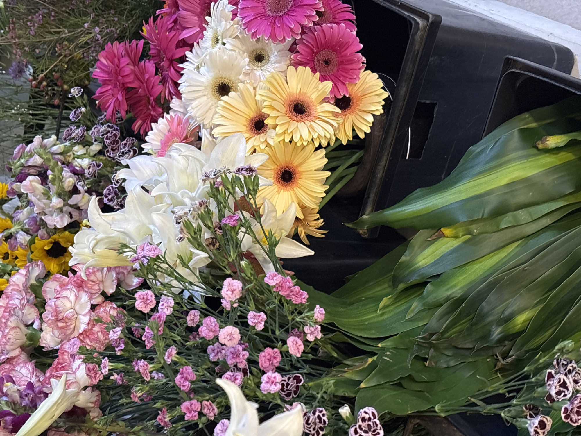 This image presents a vibrant and abundant display of assorted fresh cut flowers and foliage, likely situated in a market or florist's setting in Puebla, Mexico. The scene is bursting with color, dominated by various shades of pink, yellow, white, and green.
Prominently featured are numerous Gerbera daisies in bright fuchsia, sunny yellow with dark centers, and pure white. Below these, elegant white lilies with their broad petals are visible, interspersed with other blooms. The lower and central portions of the image are filled with a variety of carnations; some display delicate pink and white variegation, while others are small, solid pink or a striking deep maroon with white-edged petals. Adding texture and volume are sprays of tiny, light purple and pink filler flowers with slender green stems, as well as clusters of small yellow daisy-like flowers and taller snapdragons in lavender and white.
To the right, large, lush green leaves, possibly from tropical plants like dracaena, are neatly stacked within sturdy black plastic containers. These utilitarian containers also hold some of the cut flowers, suggesting a commercial environment focused on preparation, storage, or sale. The natural daylight illuminates the scene, highlighting the freshness and diverse textures of the floral products. No individuals are visible in the image, nor is any text discernible. The overall impression is one of rich floral diversity and plentiful stock.
