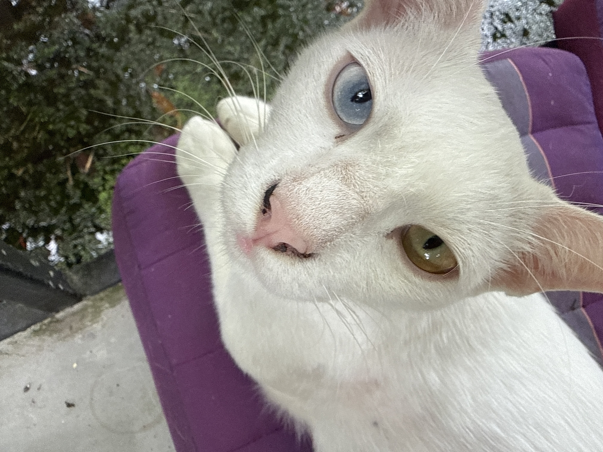A white cat with heterochromia, one blue eye and one brown eye, is resting on a purple cushion outdoors. The cat is looking directly at the camera. The background consists of green foliage and a concrete surface.