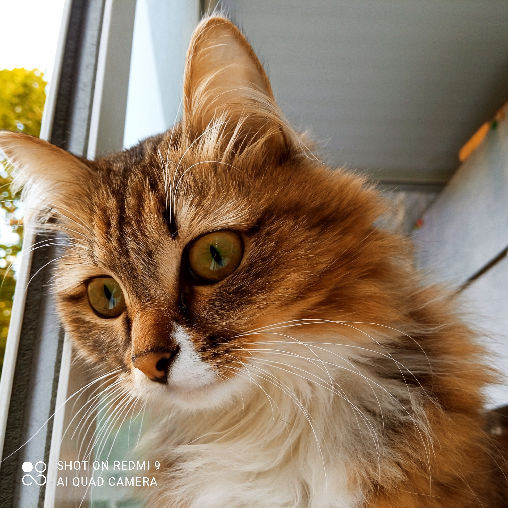 The image is a close-up shot of a fluffy cat with tabby markings and green eyes, looking to the left. The cat is positioned near a window with white vertical bars, and out-of-focus green foliage is visible in the background. The bottom left corner of the image contains a watermark that reads "SHOT ON REDMI 9 AI QUAD CAMERA". The scene appears to be an indoor setting by a window, possibly a balcony or windowsill. There is no indication of Chaikovsky, Russia, or any specific urban location. The cat is the sole subject, and its gaze is directed outwards.