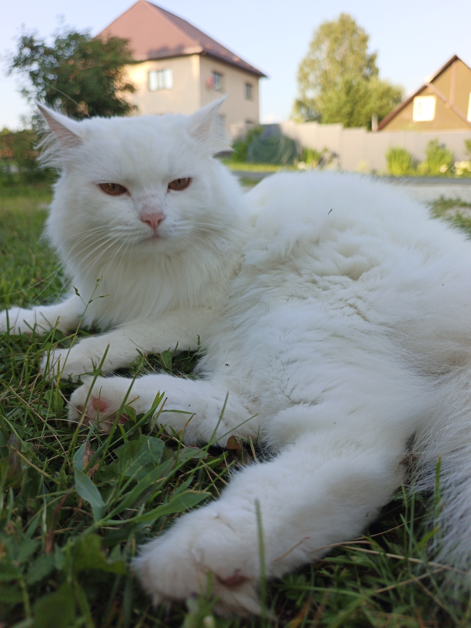 An adult, long-haired white cat with amber eyes is lying on green grass outdoors, with its front paws extended towards the viewer. The cat's fur is fluffy, and its tail is visible to the right. In the background, there are houses with reddish-brown roofs, green trees, and a light-colored fence, suggesting a suburban or rural setting. The sky is a pale blue, indicating daytime. The image appears to be taken in Medvedyovka, Russia.