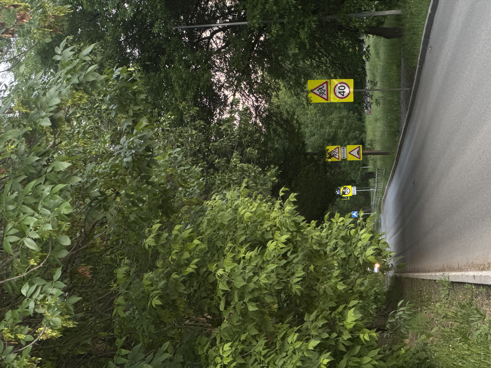 This image displays a two-lane asphalt road curving gently to the right through a densely vegetated area within the city of Izhevsk, Russia. The road is bordered on its immediate left by a concrete curb and an overgrown grassy verge. Mature deciduous trees, consistent with species like ash or maple, form a thick canopy overhead and line both sides of the road, exhibiting green foliage and numerous winged seeds (samaras). Portions of a pale pink and blue sky are visible through gaps in the upper canopy, indicating either dawn or dusk.
Several road signs are positioned along the route:
1. On the left side of the road, in the middle distance, a blue rectangular sign featuring a white triangle enclosing a capital 'A' is stacked above a yellow square sign displaying the numeral "20" and arrows indicating "↑ 100м ↑".
2. On the right side of the road, in the foreground, a yellow square warning sign depicting black silhouettes of children crossing is mounted above a yellow circular regulatory sign indicating a speed limit of "40" kilometers per hour.
3. Further down the road on the right, another yellow square warning sign with children crossing is positioned above a yellow triangular warning sign containing an exclamation mark, accompanied by arrows indicating "↑ 150м ↑".
A solitary, bright light source, consistent with a vehicle's headlight, is discernible near the curve on the left side of the road in the distance. No human figures or additional vehicles are clearly visible.