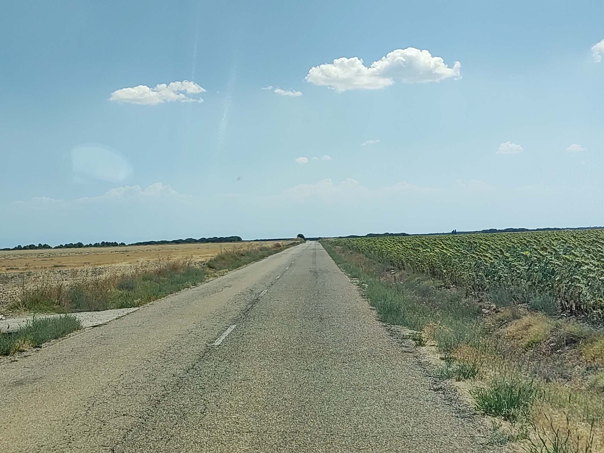 The image depicts a straight, paved rural road in Cogeces del Monte, Spain. The road is cracked and appears weathered, with a white dashed line marking the center. On the right side of the road, a vast field of sunflowers stretches towards the horizon, their green leaves and yellow blooms creating a vibrant texture. The left side of the road features dry, golden fields of crops or grass, interspersed with some green shrubbery. The sky above is a clear, pale blue with scattered white cumulus clouds. In the distance, a line of trees or a low-lying ridge can be seen. The scene is devoid of people or vehicles, conveying a sense of quiet isolation. The overall impression is one of a sunny day in the Spanish countryside, with agriculture being the dominant feature of the landscape.