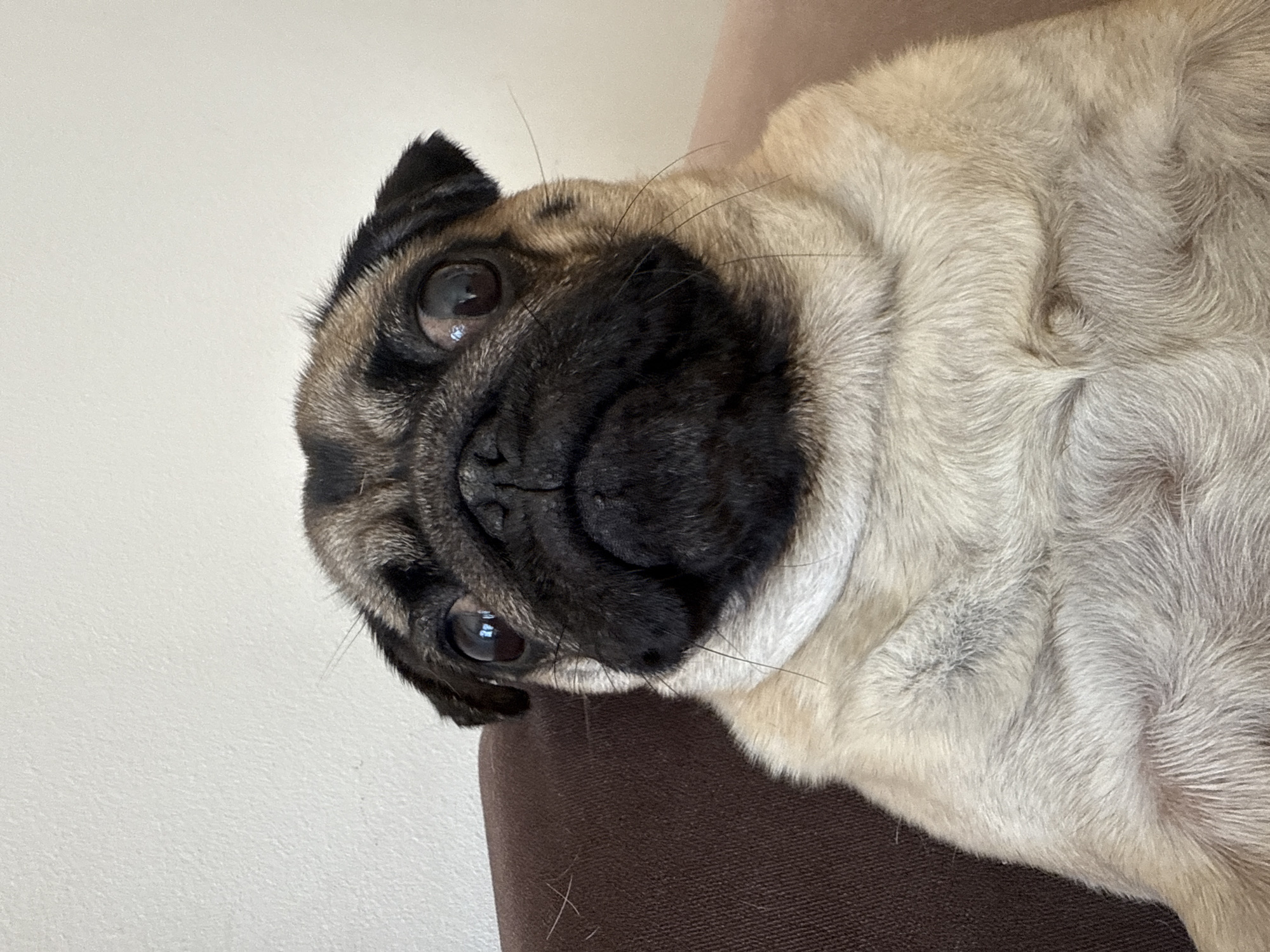 A close-up, medium-shot photograph depicts a pug lying down. The pug has a black face, tan fur, and dark eyes. The dog is resting on a brown surface. A white wall is visible in the background. Location: Unknown, Unknown.