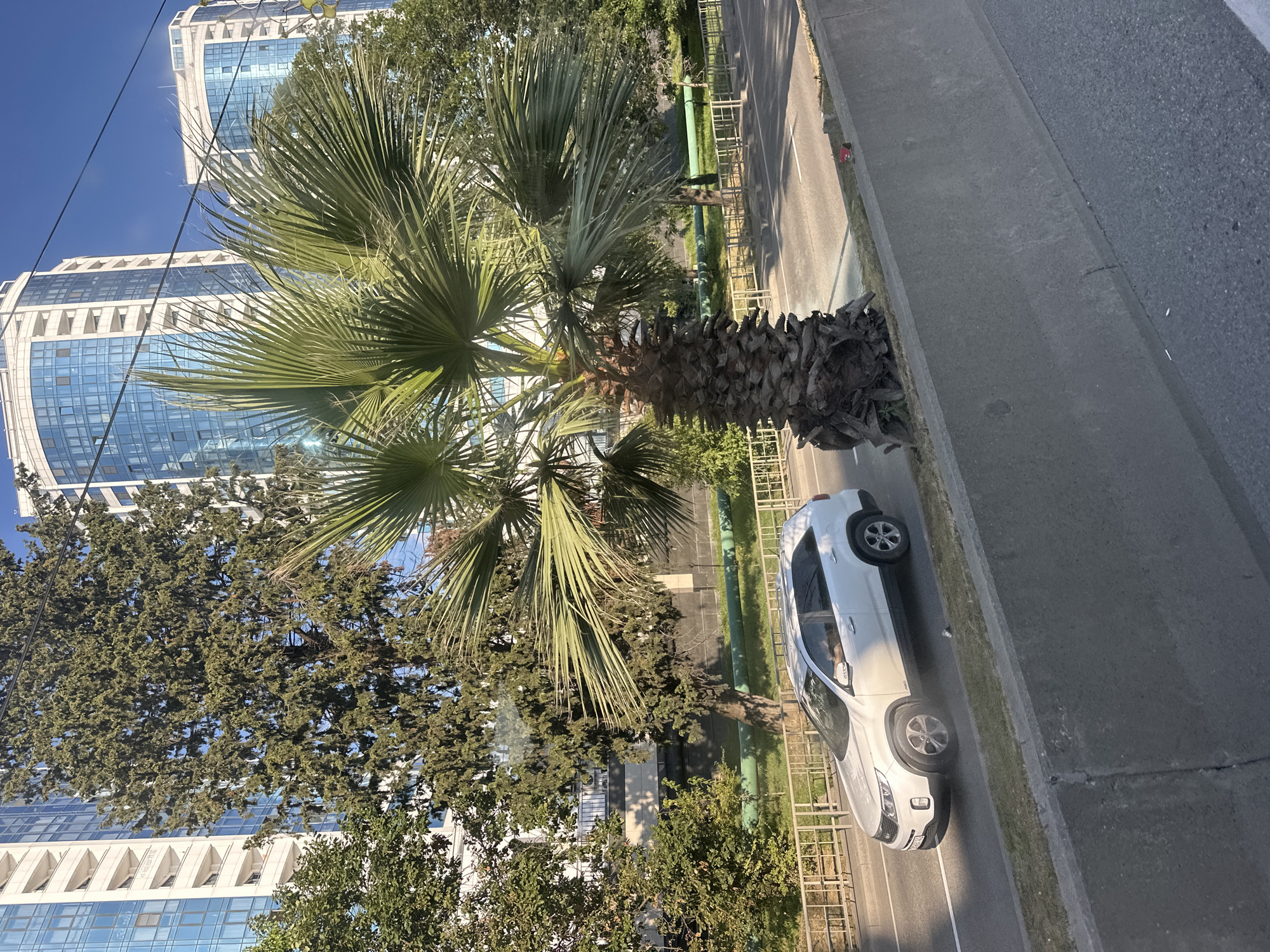 The image captures a sunny day in Sochi, Russia, likely in a modern urban area given the architecture. In the foreground, a white SUV, possibly a Kia Sorento, is driving on a multi-lane road. A concrete barrier separates the road from what appears to be a slightly elevated grassy area. Beyond the road, there's a metal fence bordering the grassy area, which has a prominent green pipe running along it. A mature palm tree with a thick, textured trunk and large fronds stands near the road, partially obscuring a tall, slender evergreen tree behind it. Towering in the background are two contemporary high-rise buildings with multiple floors, featuring numerous windows reflecting the blue sky. The overall scene suggests an urban environment with elements of tropical vegetation, consistent with Sochi's climate.