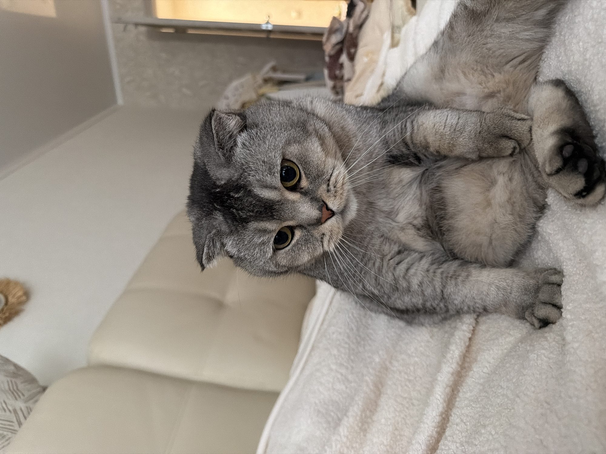 A Scottish Fold cat with grey tabby markings sits on a white textured blanket, facing slightly to the left. The cat has folded ears and yellow eyes. Its front paws are resting on its legs. The background consists of a beige headboard and a wall with a muted patterned wallpaper. To the right, a portion of a doorway or wardrobe is visible. The lighting appears to be natural, coming from a window or overhead source. The image is a close-up shot, focusing on the cat. The location is identified as Semiluki, Russia.