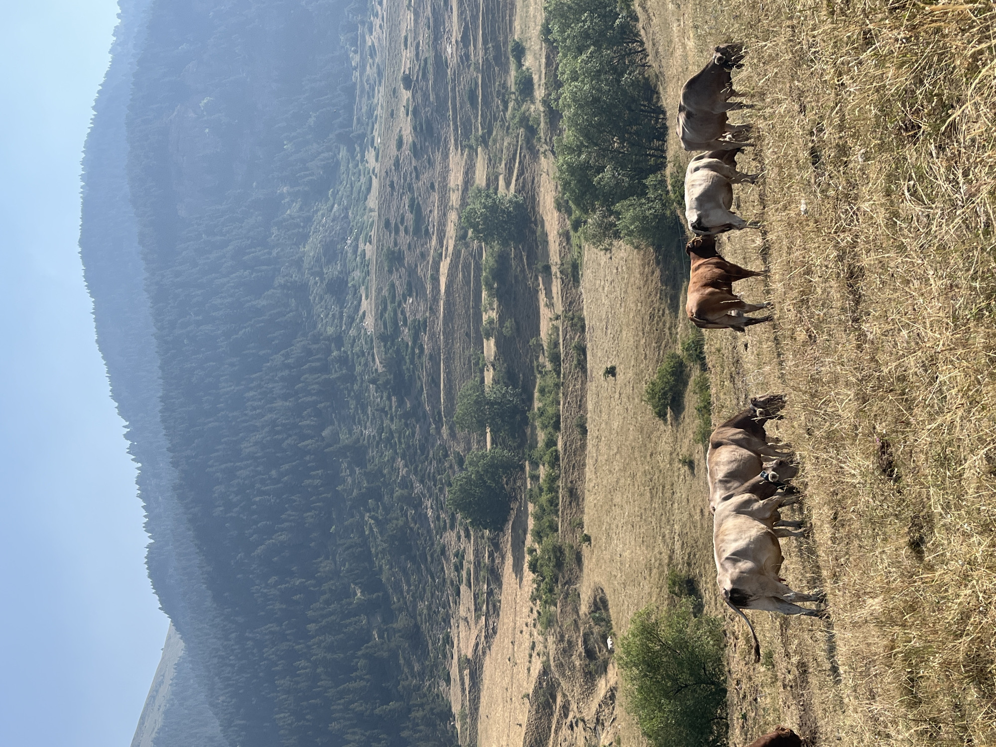 This image depicts a pastoral scene in a mountainous region. In the foreground, a herd of cattle is grazing on a dry, grassy slope. The cattle are of various breeds and colors, including brown and light-colored cows. Behind them, the landscape transitions to terraced fields and scattered trees, indicative of a rural agricultural area. In the background, steep, forested mountains rise under a hazy blue sky. The overall impression is one of a remote, natural landscape, possibly in a region known for its agricultural and natural beauty. The image does not contain any elements that can be used to identify the location as Benasque, Spain.