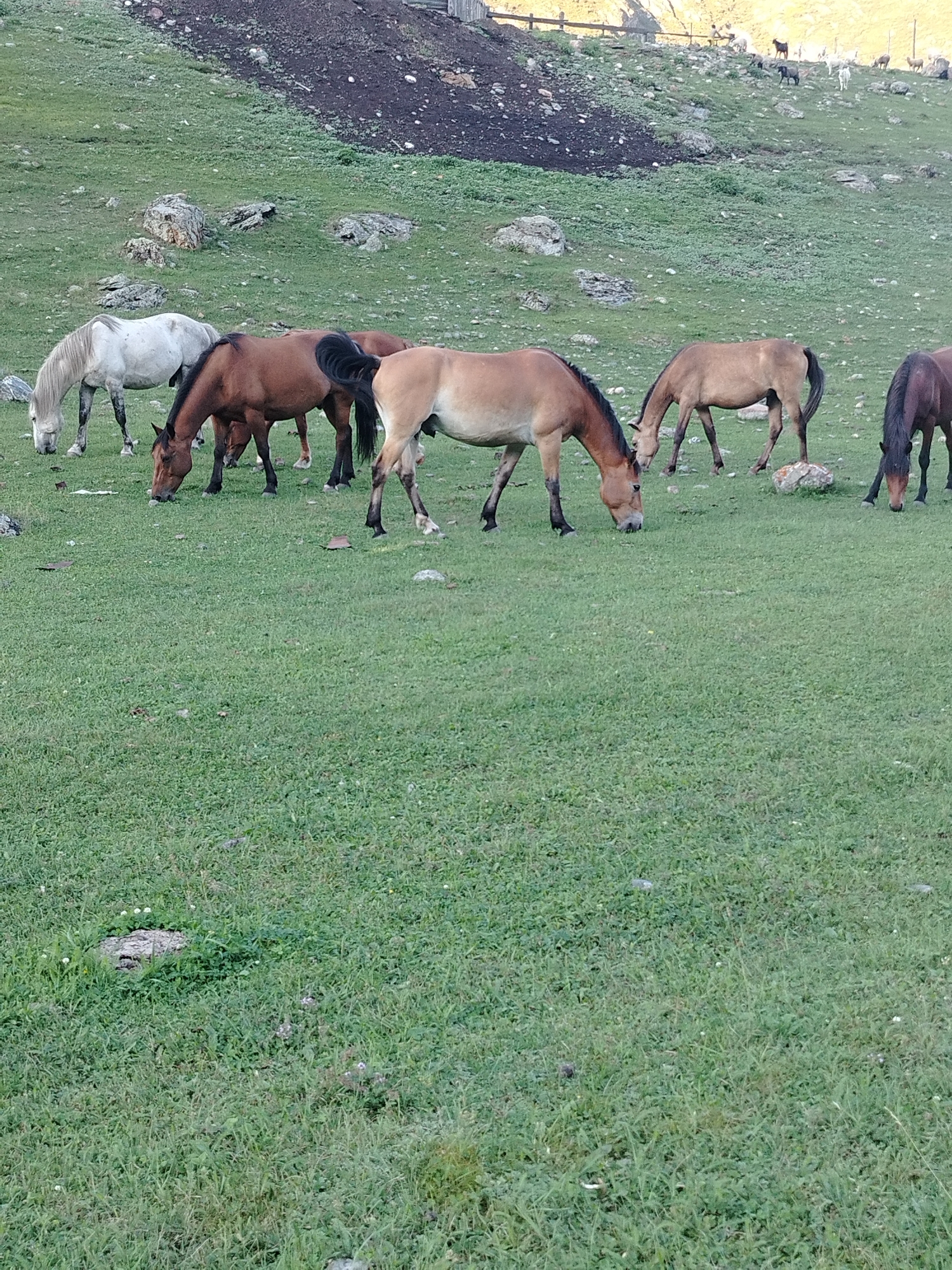 A herd of horses grazes on a grassy slope in Iodro, Russia. The horses are of various colors, including white, brown, and tan. They are spread out across the field, with some closer to the viewer and others further away. The background shows a hilly landscape with rocks and sparse vegetation. The overall scene is peaceful and natural, with the horses enjoying their meal in the open field.