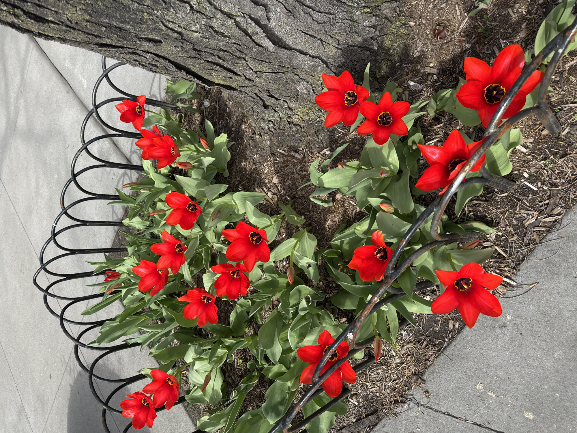 A high-angle shot captures a cluster of red tulips growing around the base of a tree in what appears to be a sidewalk planting area. The tulips are in full bloom, with six pointed petals and a dark center. Green leaves surround the flowers, and a black, decorative metal fence borders the planting area on one side, separating it from the concrete sidewalk. The rough bark of the tree is visible in the background. The location is potentially in New York City, United States of America.