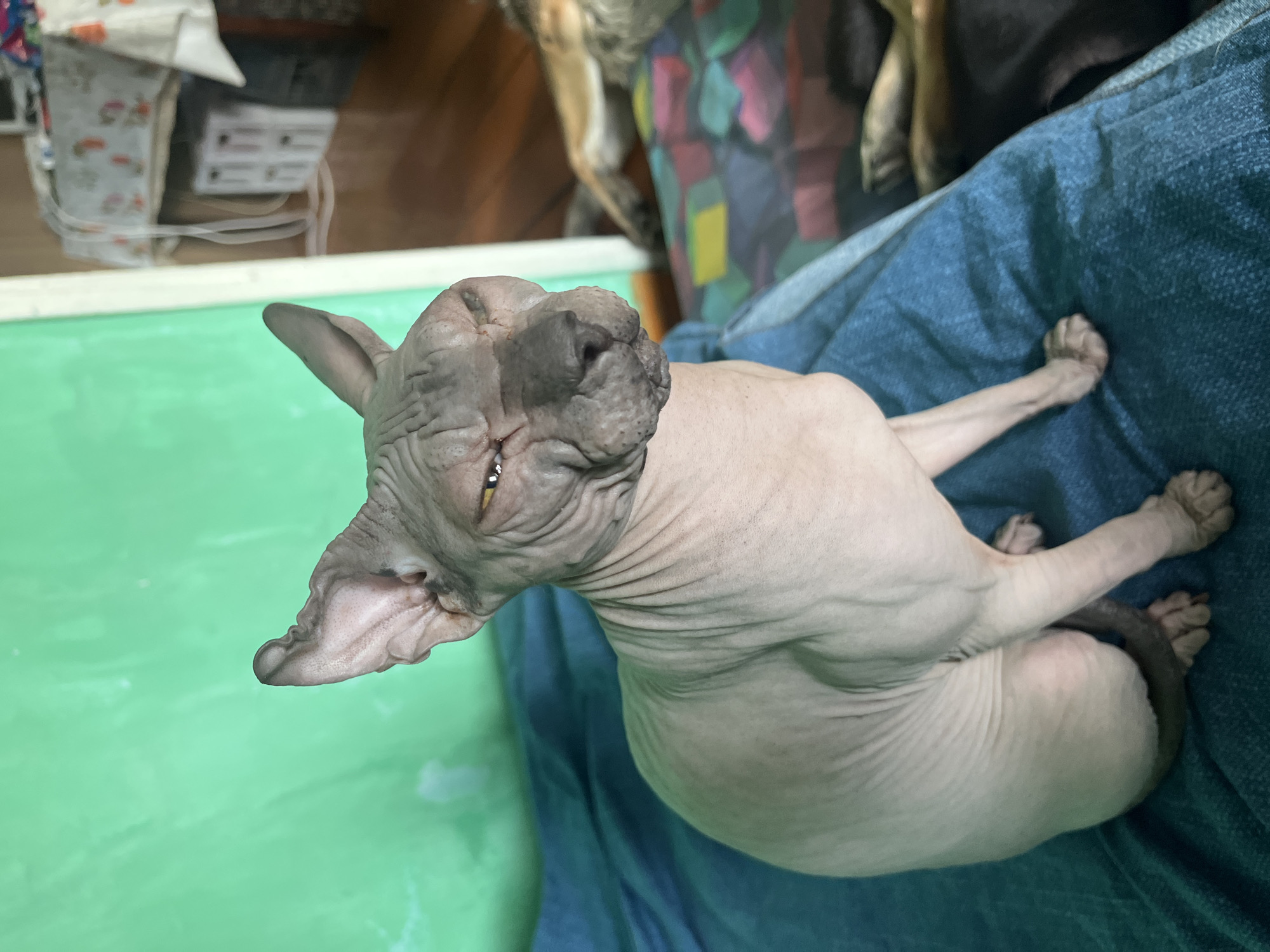 A hairless cat is lying on a person's lap, possibly indoors. The cat's skin appears wrinkled. The lap is covered with a blue, possibly denim fabric. A green surface is visible next to the lap. The location is unspecified.