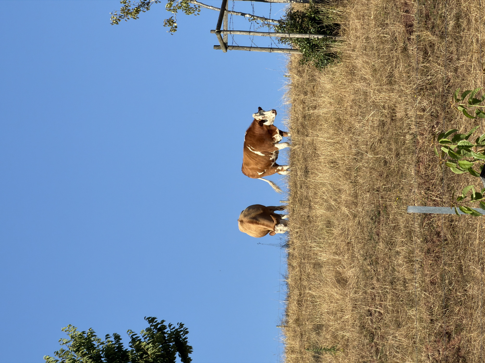 The image depicts a clear blue sky above a dry, grassy hillside in Junglinster, Luxembourg. Two cows are present on the hillside; one is a light brown cow with a white face, and the other is a brown and white cow. The brown and white cow is standing and facing to the left, while the light brown cow is grazing with its head down. A fence made of wire and wooden posts is visible running along the top of the hill, and a small tree with green leaves is in the foreground. A larger tree with green foliage is on the left side of the image, and a young tree with a wooden support structure is on the right side. The environment appears to be rural and dry, possibly during a summer or autumn season.