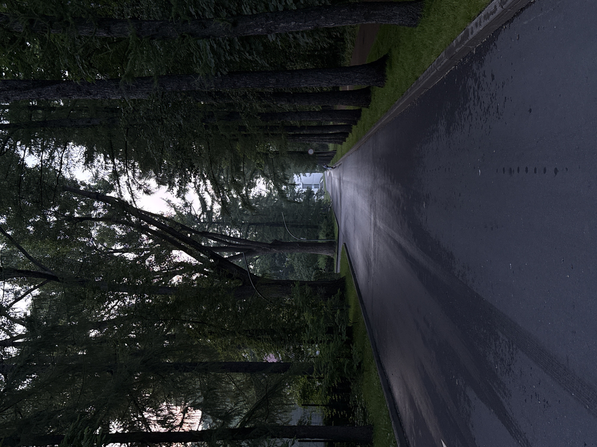The image depicts a perspective view of a paved road lined with tall trees on both sides, creating an avenue effect. The road appears wet, with reflections indicating recent rain. Tire tracks are visible on the asphalt. In the distance, the road curves slightly, leading towards a building complex with white architecture. A single person, possibly a child, is visible on the right side of the road in the middle distance, appearing to be walking or riding a bicycle. The foliage is dense and green, suggesting a park or suburban area. The overall atmosphere is muted and somewhat overcast, indicative of early morning or late evening light, or simply a cloudy day. The scene is likely a tranquil, tree-lined street or park path within a city like Moscow, Russia, given the architectural style and the general appearance of the vegetation.