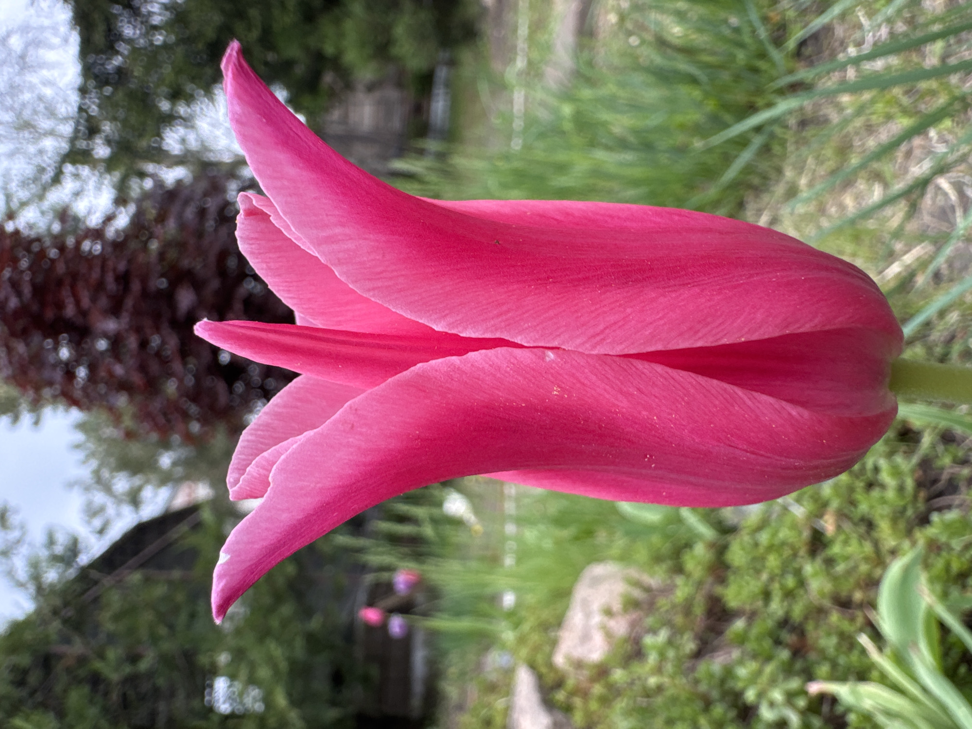 A close-up, tilted perspective captures a vibrant pink tulip in a garden setting. The flower's petals are prominently displayed, revealing their texture and color gradient. The background features blurred greenery, suggesting a natural environment. A building structure is also seen in the distance. The image does not provide enough information to confirm the location in Druzhba, Ukraine.