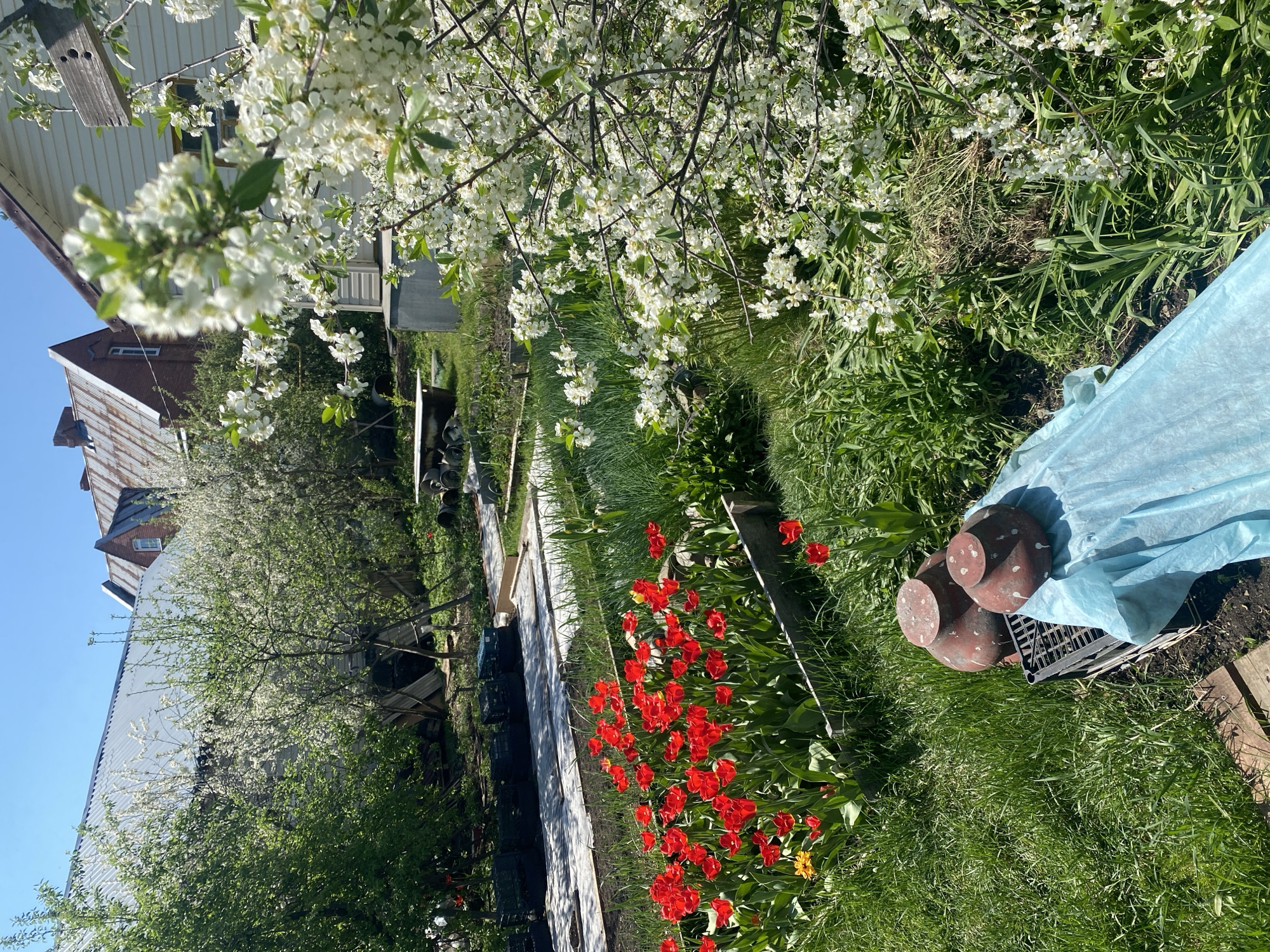 The image captures a lush garden scene, likely in a residential area, given the presence of houses in the background. A profusion of white blossoms dominates the upper portion of the image, suggesting a flowering tree in full bloom. Below, a vibrant bed of red tulips adds a splash of color along a garden path. Adjacent to the tulip bed, there is a blue tarp partially covering some cylindrical objects, possibly garden ornaments or supplies. The overall environment is sunny and green, indicating a thriving garden in a temperate climate. The image does not depict any people, actions, or interactions. The image location is the city of Novouralsk, Russia.