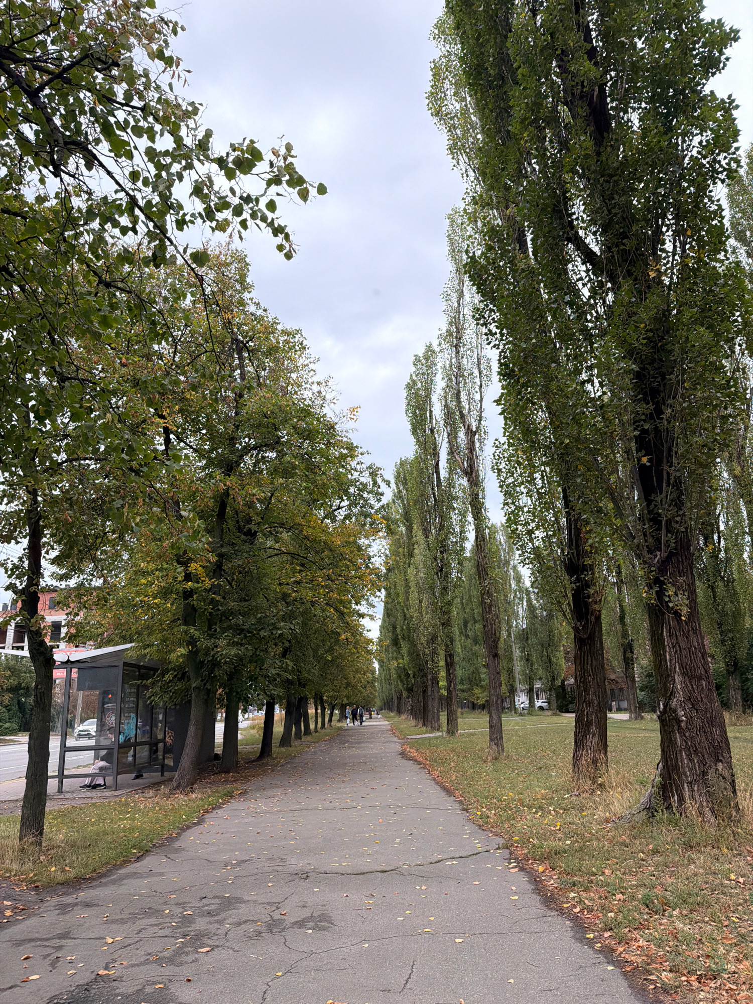 The image depicts a treelined pathway in a park-like setting in Kyiv, Ukraine, likely during autumn given the fallen leaves scattered on the ground. The pathway, made of asphalt, extends into the distance, bordered by tall, slender trees on the right and a row of mature trees with broader canopies on the left. A bus stop with a glass shelter is visible on the left side of the pathway, with a woman seated inside. A car is parked near the bus stop. In the background, several figures are walking along the pathway, and buildings can be glimpsed through the trees. The sky is overcast.