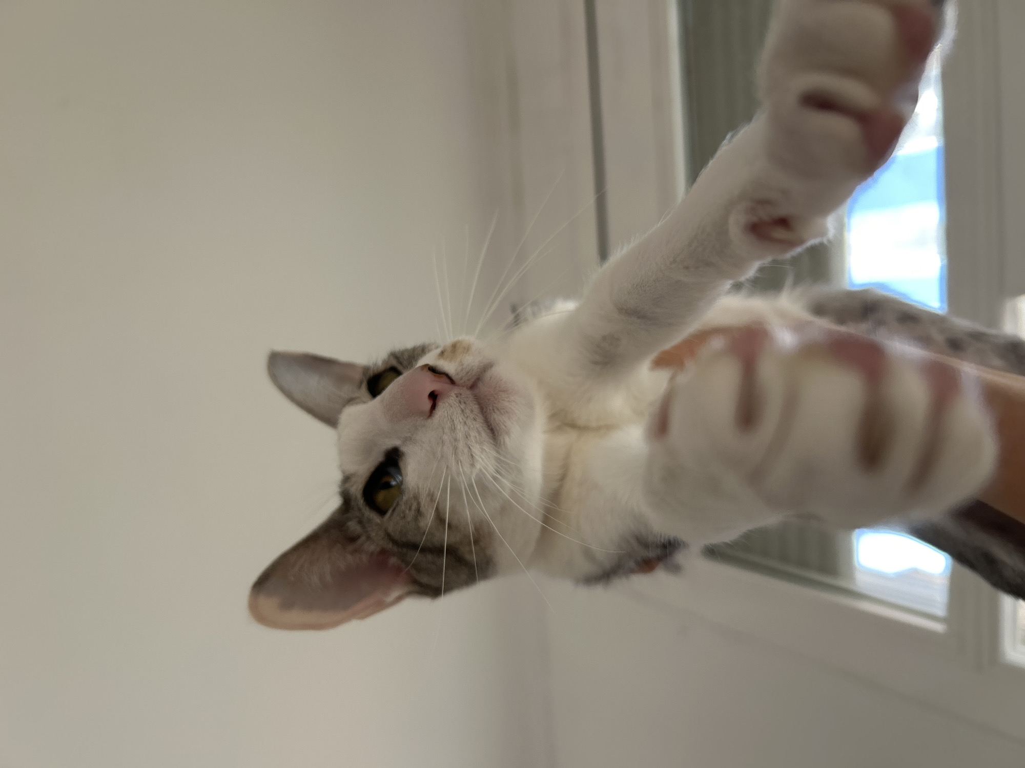 A domestic cat is prominently featured in a low-angle, close-up shot, looking downwards directly at the camera. The cat has a white face with grey and brown tabby markings around its ears and forehead, a pink nose, and striking yellow-green eyes. Its long white whiskers are clearly visible. Both front paws are extended towards the camera, appearing large and slightly distorted due to the proximity and wide-angle perspective, suggesting the cat is playfully reaching out or being held.
The background consists of a plain, light-colored wall on the left side of the frame and a window on the right. Bright natural light streams in through the window, illuminating the scene and indicating it is daytime. The window features white frames. The cat's expression is curious and engaged. No text is visible in the image. The scene is an indoor setting, likely in Barcelona, Spain.