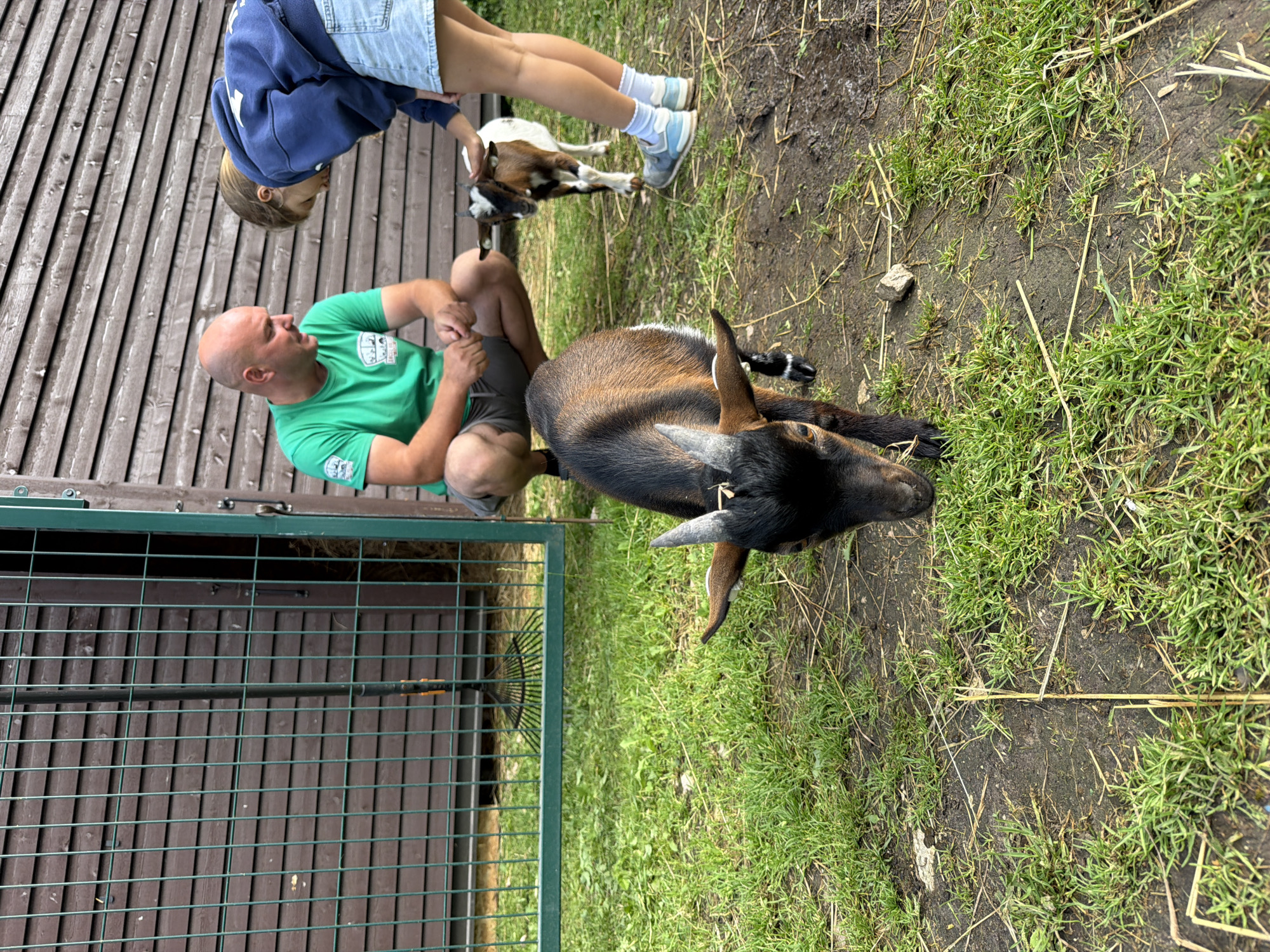 In Vārpas, Latvia, an outdoor scene unfolds near a wooden structure with a large green metal gate and fence. A man in a green t-shirt and shorts is crouched down, facing a young goat. Beside him, a young girl in a blue hoodie and denim shorts is also interacting with a goat. The goats appear to be young and are standing on a patch of grass and dirt. The environment suggests a farm or petting zoo setting. The lighting indicates it is daytime.