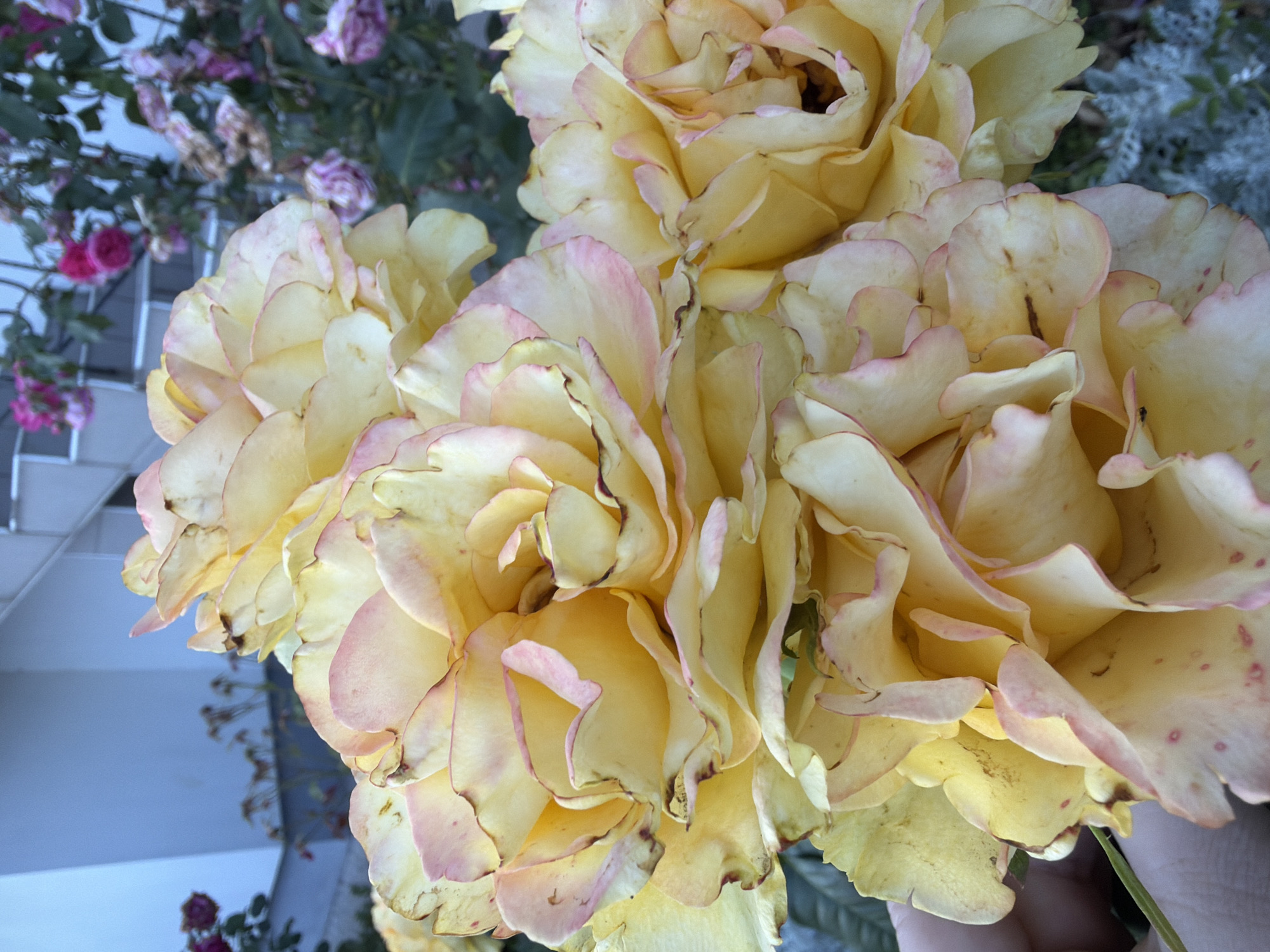 A close-up, eye-level shot captures a cluster of yellow roses with soft pink edges and brown markings on their petals. The roses are in the foreground, taking up most of the frame. In the blurred background, a light blue building with white accents and a railing is visible, along with other roses in shades of pink and purple, some appearing wilted. The scene appears to be outdoors, in a garden or yard setting, likely in Kozova, Ukraine, given the context provided. No people or specific actions are depicted. The lighting suggests it is either early morning or late afternoon.