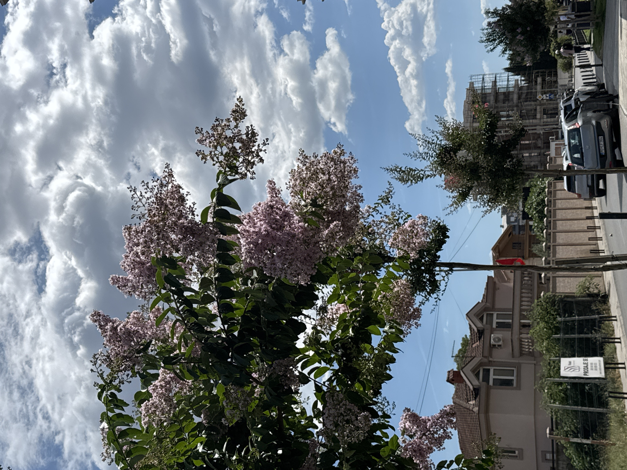 In the city of Unknown, Unknown, a street scene unfolds under a sky filled with dramatic clouds. In the foreground, a blooming tree with clusters of light pink flowers and lush green leaves partially obscures the view. The street is lined with a fence and several parked cars, including a silver hatchback with a license plate starting with "PG". Beyond the fence, a light-colored house with a tiled roof, dormer windows, and a balcony is visible. Further down the street, a multi-story building under construction, encased in scaffolding, stands as a stark contrast to the residential architecture. The image captures a typical urban environment on a partly cloudy day.