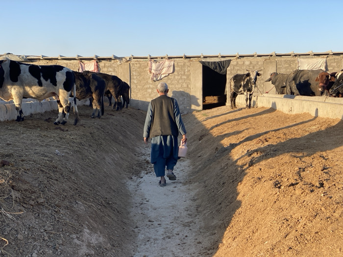 An adult male walks along a dirt path in a cattle pen within Jabadar, Afghanistan, observed from behind, holding a light-colored plastic jug in his right hand. He wears a light-colored long-sleeved garment, a dark vest, and loose dark trousers. The path is depressed between two raised sections of dry earth and hay, where multiple cattle are present. On the left, several black and white cows, one prominent, stand by a concrete feeding trough. On the right, more cattle, including a black and white animal with horns standing near a dark doorway in a concrete block wall, are positioned by another concrete feeding trough. The enclosure features concrete block walls topped with draped fabric. The scene is illuminated by low-angle sunlight, casting long shadows.