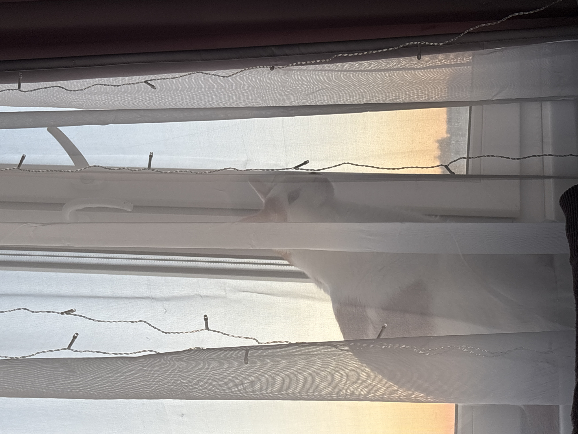 A white and light orange domestic cat is positioned behind sheer white curtains, looking out of a multi-pane window in an indoor setting within the city of Unknown, Russia. The cat's head, showing a visible right ear and eye, is partially visible on the right side of a central curtain fold. Its body is largely obscured by the translucent fabric. Two strands of unlit, small-bulb string lights hang vertically in front of the sheer curtains. Beyond the window, the sky displays a gradient of soft orange and yellow at the horizon, transitioning to lighter blue and grey above, indicative of dawn or dusk. A blurry, distant landscape with dark silhouettes of trees or buildings is visible below the horizon. A white window frame and handle are discernible on the left, and a darker brown/maroon curtain is partially visible on the far right.