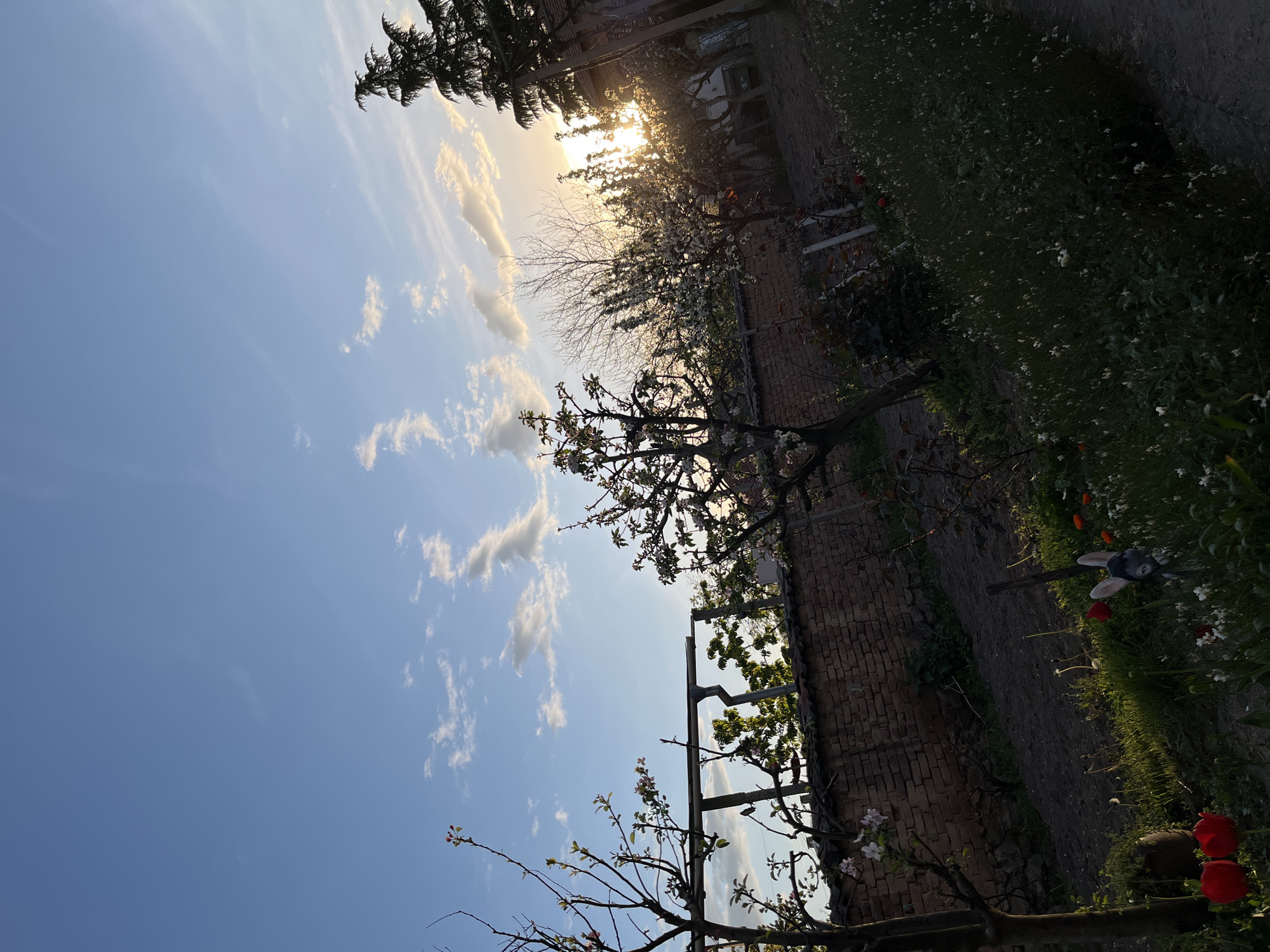 This image captures a serene outdoor garden or orchard scene, likely situated in Karavelovo, Bulgaria, bathed in the warm, golden light of either sunrise or sunset. The sky, a clear and vibrant blue, dominates the upper part of the frame, dotted with scattered white cumulus clouds. The sun, a bright, radiant orb, is positioned towards the upper right, partially obscured by the dark silhouettes of tree branches, creating a prominent lens flare and casting a soft glow over the landscape.
Several trees are visible across the scene. Many appear to be fruit trees, adorned with delicate white and pink blossoms, signaling springtime. Other trees display budding leaves or denser green foliage, including a tall, dark conifer tree silhouetted against the bright sky on the far right.
The ground features patches of lush green grass interspersed with small white and red flowers, alongside areas of exposed dark earth, possibly indicating a path. A rustic brick wall runs along the midground, contributing to the garden's character. Among the foliage, subtle garden decorations can be seen, such as a grey and white animal figurine and several bright red artificial tulips. No human activity or individuals are depicted, and there is no visible text within the image. The overall atmosphere is one of tranquil natural beauty, characteristic of a blooming garden under a soft, golden light.
