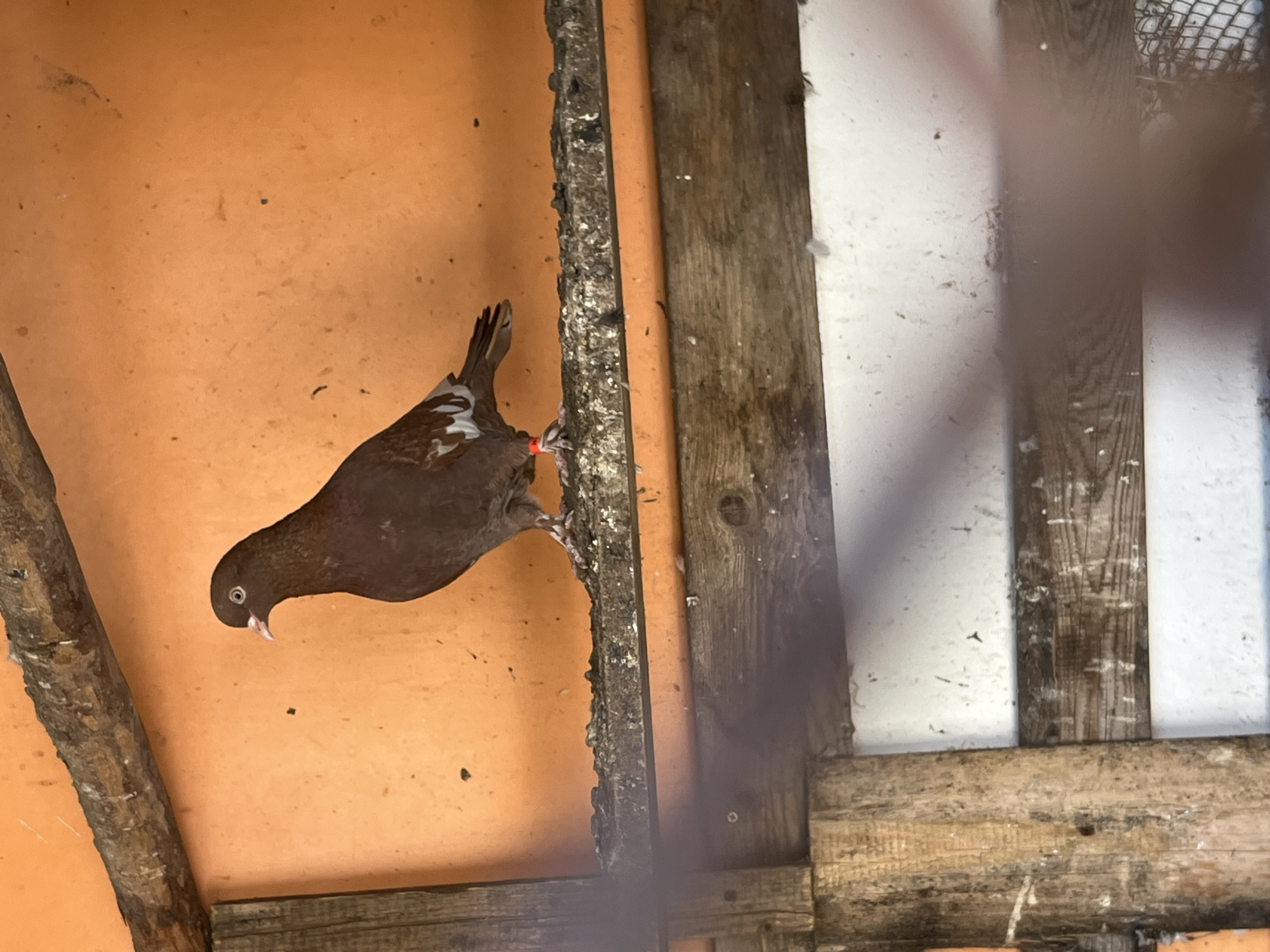 A brown pigeon with a red band on its leg is perched on a wooden beam inside what appears to be a rustic structure. The background consists of an orange wall on one side and white walls with wooden supports on the other. The location is unknown and cannot be determined from the image.