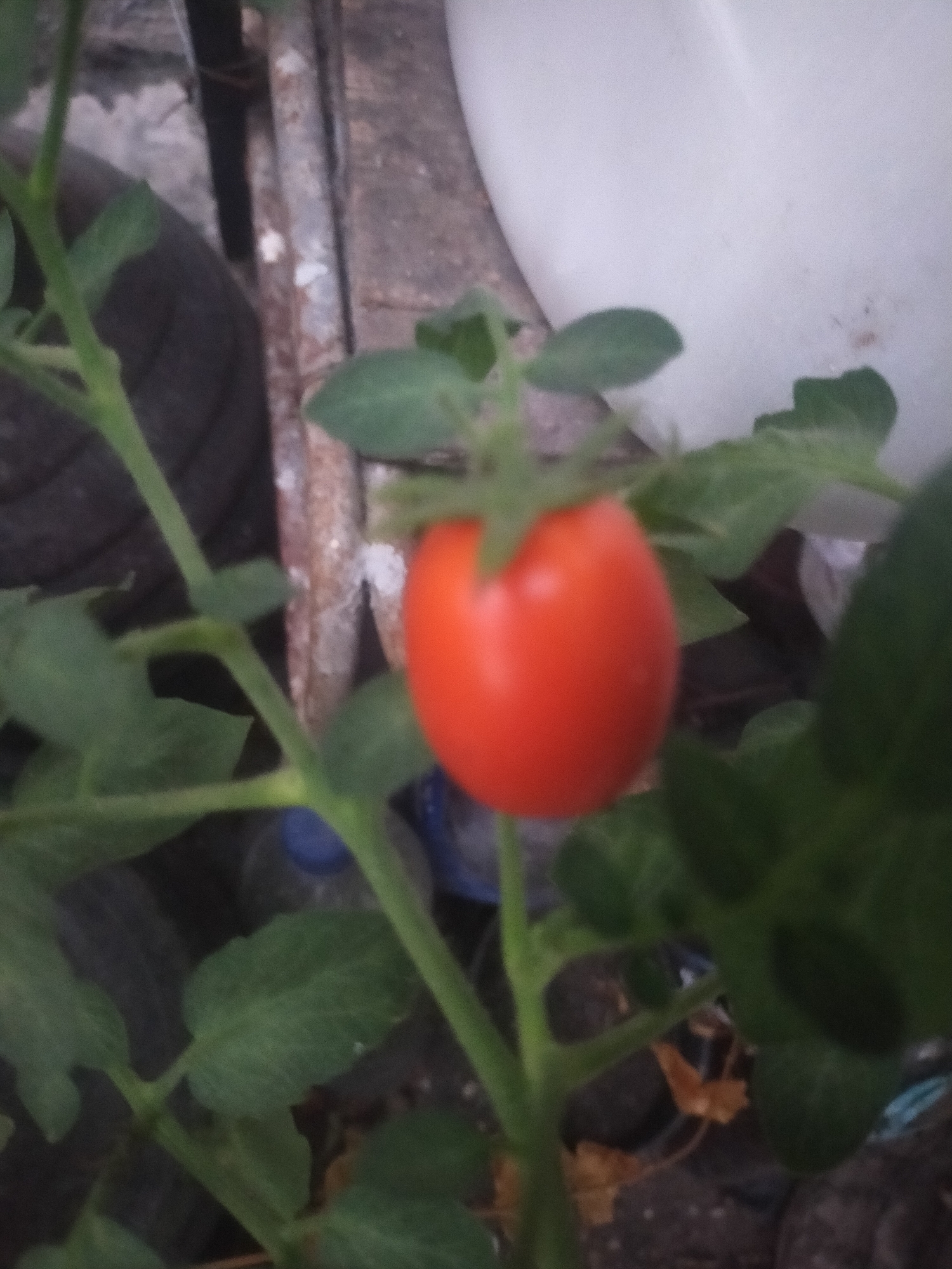 The image shows a close-up of a single, ripe red tomato on a vine. The tomato is round and plump, with a smooth, shiny skin. It is surrounded by green leaves and stems. In the background, there are out-of-focus elements that appear to be a tire, a white surface, and some rough, textured material. The lighting suggests it is daytime, but the overall scene is dimly lit. The setting appears to be an outdoor environment, possibly a garden or balcony, given the presence of the plant and makeshift surroundings. No people are visible in the image. The location in Tegalandong, Indonesia, is not visually evident from the provided image.