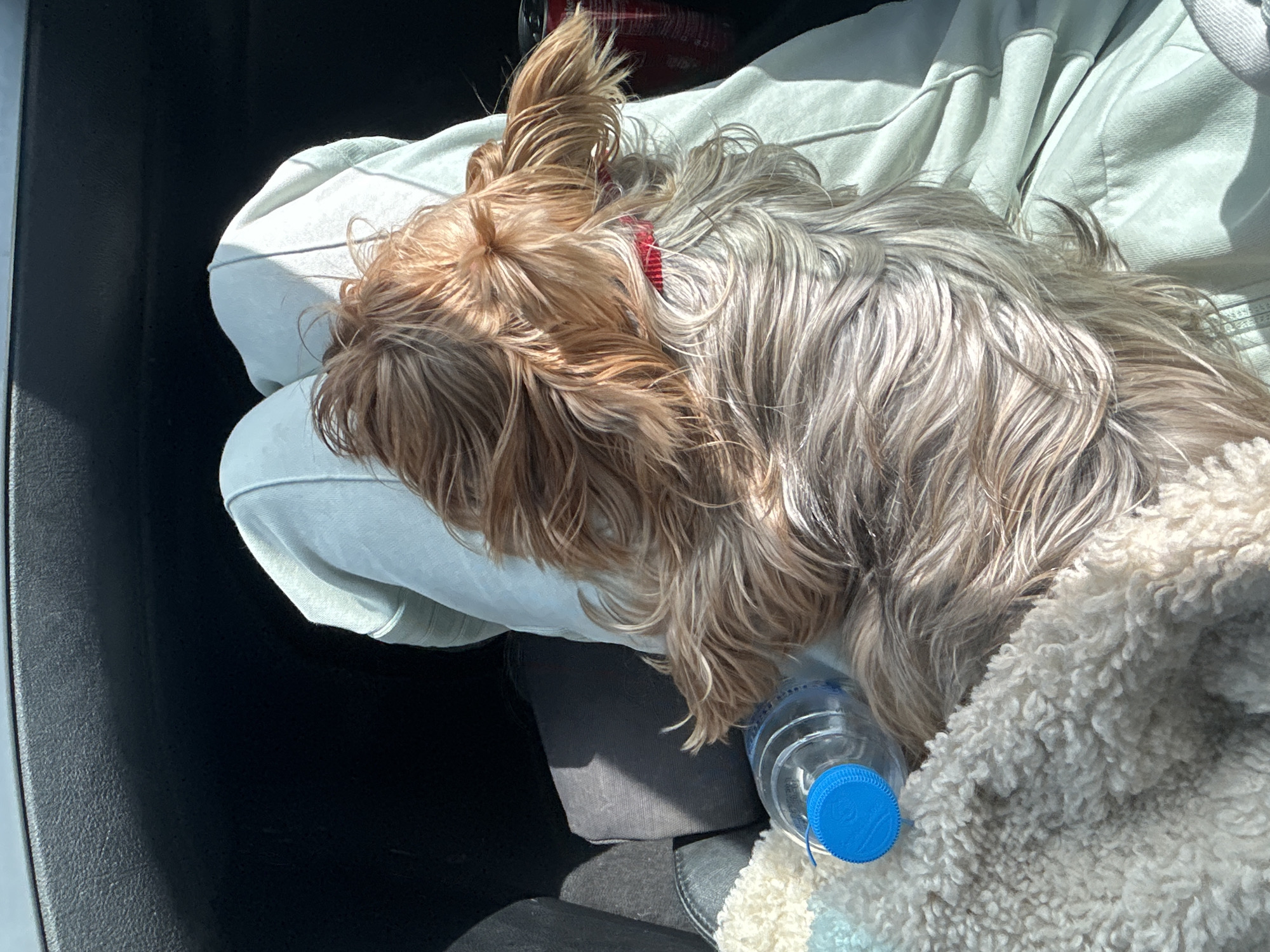 A small, long-haired dog with brown and grey fur is lying down on a light green hooded sweatshirt. The dog has a red collar. A clear plastic water bottle with a blue cap sits near the dog. A white, fluffy blanket is partially covering the dog. The scene appears to be inside a vehicle, as evidenced by the black interior panel. The photograph was taken during daylight, with sunlight illuminating the objects. The city of Cherni Vrah, Bulgaria, is not discernible from the image.