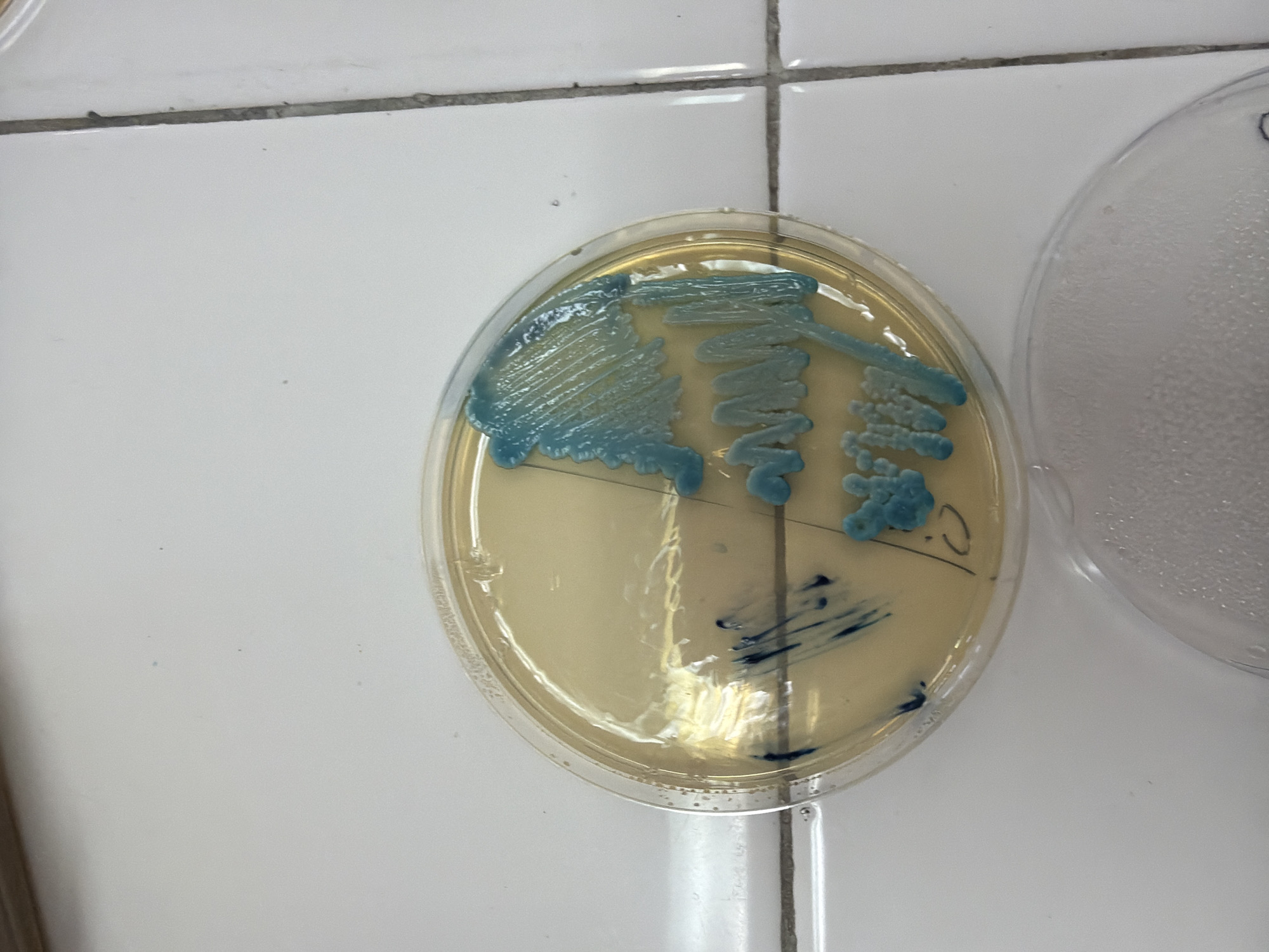 The image captures a close-up view of a laboratory setting, featuring a clear plastic petri dish with a yellowish agar medium. The primary focus is on the bacterial growth within this dish, which appears as distinct blue-green colonies. These colonies are streaked across the agar surface in various patterns, ranging from dense, confluent areas to more isolated, clumpy formations.
Dark blue or black markings, possibly made with a pen or marker, are visible on the agar itself, including what appears to be the letter 'C' and several straight lines, indicating experimental labels or divisions. To the right, part of a second, clear plastic petri dish is visible, showing condensation on its interior surface, suggesting it might be an uninoculated control or a recently used dish.
Both petri dishes are placed on a clean, white tiled surface, marked by dark gray grout lines that form a grid pattern, typical of laboratory benches or floors. The lighting is bright and even, indicating an indoor environment, likely a laboratory. No individuals are present in the image. The scene depicts the result of a microbiological culture, highlighting bacterial growth on a specific medium. The provided context indicates the location is Plovdiv, Bulgaria.