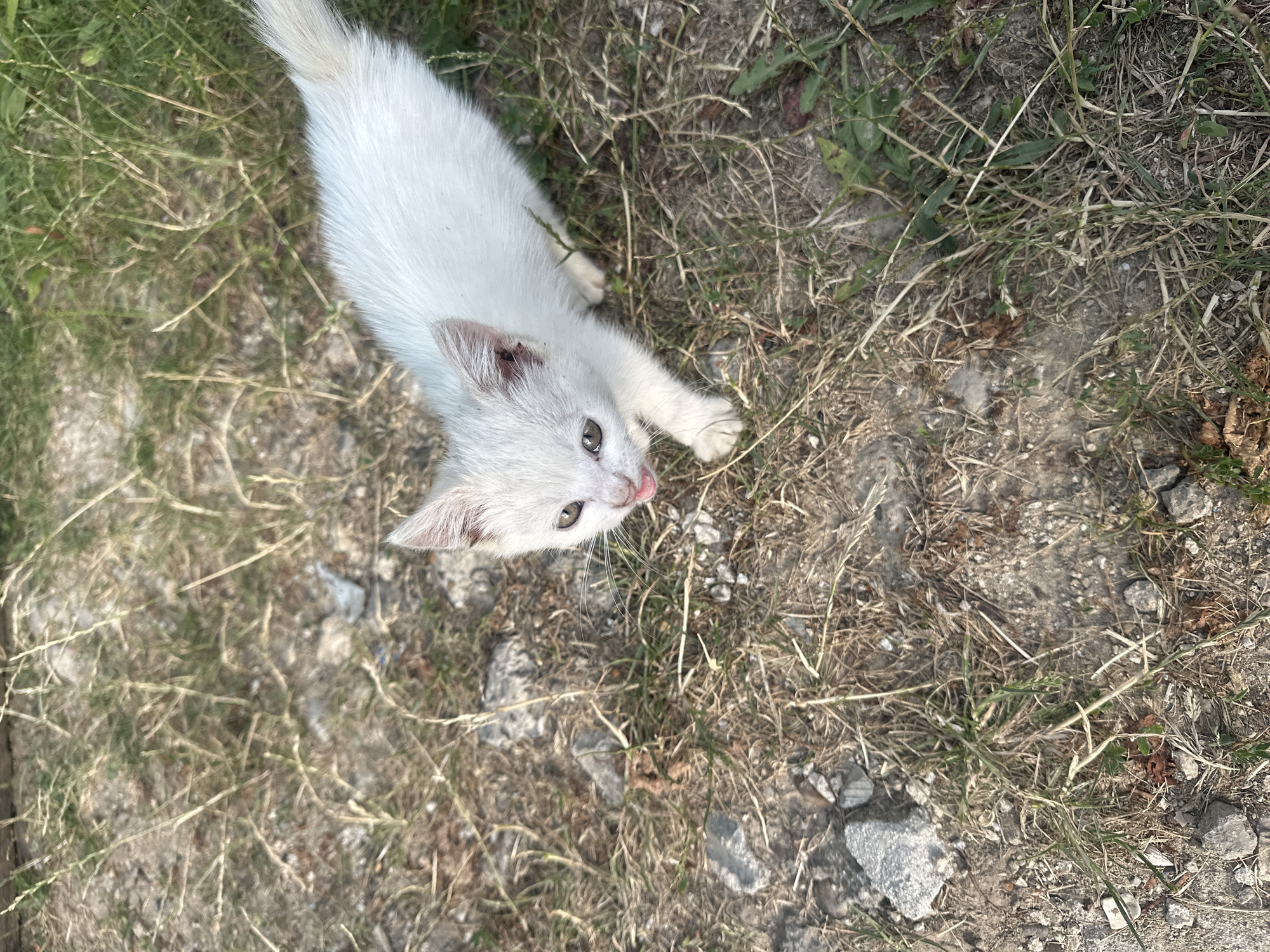 A white kitten with its tongue slightly out is standing on a patch of dry grass and dirt. The kitten is looking towards the camera. The ground is uneven with small rocks and sparse dry grass. There are hints of green grass in some areas, suggesting a mix of dry and slightly greener vegetation. The lighting suggests it is daytime. The location is the village of Sîrcova, Moldova.