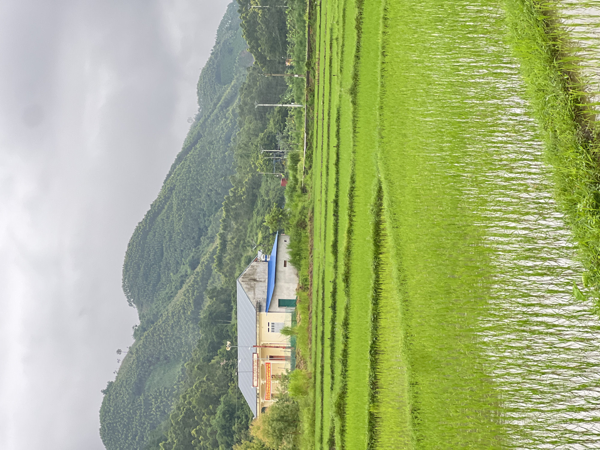 The image depicts a rural landscape in Tân Thanh Commune, Vietnam, under an overcast sky. In the foreground, vast, green rice paddies are meticulously terraced, with some fields reflecting the muted light of the sky. The water in the paddies is shallow, submerging the young rice plants.
In the midground, a single-story building complex stands. The main structure is a long, light-colored building with a gray, sloped roof. It features several windows and doors, and a large red banner with white lettering is affixed to its facade. Adjacent to this building is a smaller structure with a blue, corrugated roof. Surrounding the buildings are patches of tall grass and some scattered trees.
The background is dominated by rolling, verdant hills covered in dense vegetation, likely trees or cultivated crops. The contours of the hills are softened by the cloudy weather. A few utility poles and wires are visible in the distance, indicating some level of infrastructure in the area. The overall impression is one of agricultural serenity and a typical day in a rural Vietnamese commune.