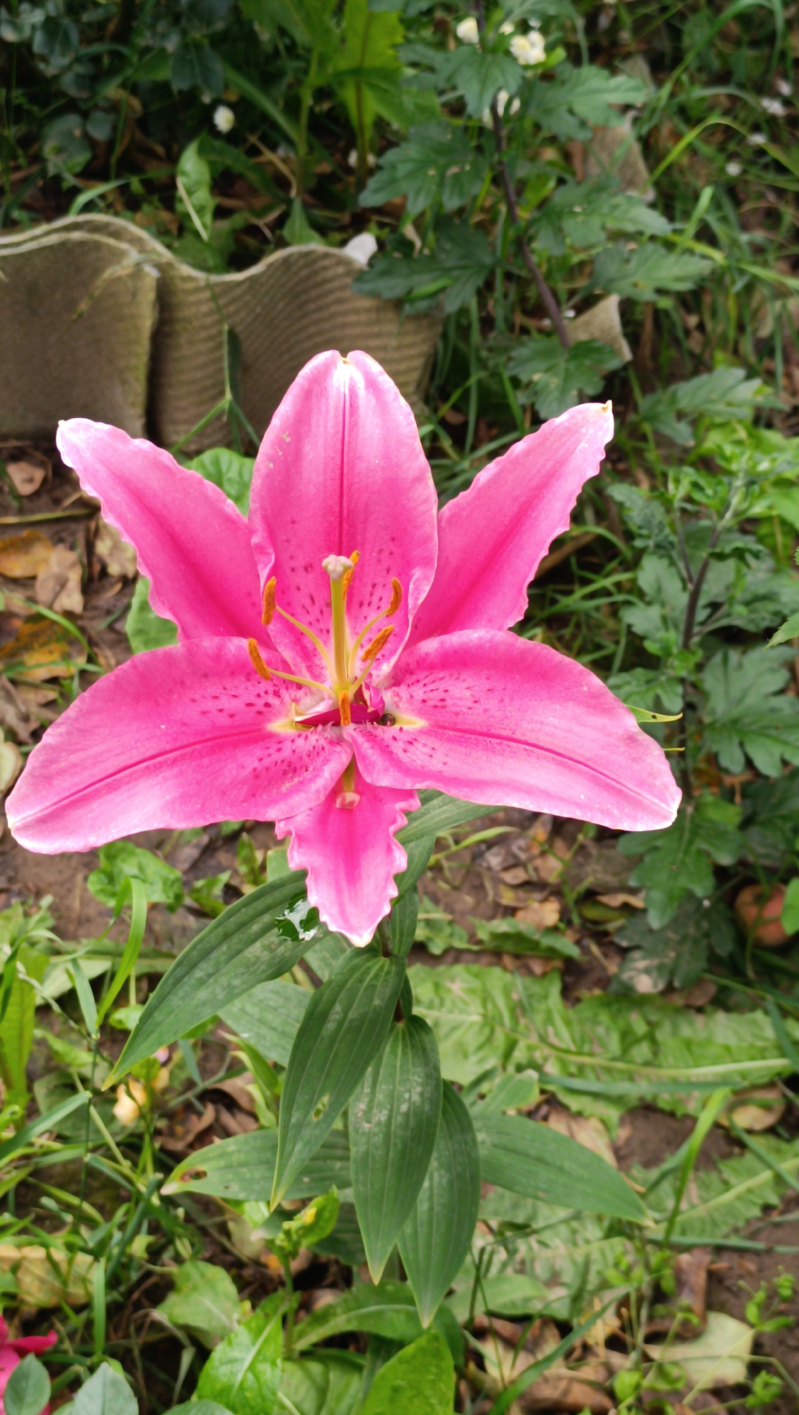 A close-up, vertical, eye-level shot shows a vibrant pink lily flower in full bloom. The flower is centered in the frame, with its six petals unfurled and slightly curved. The petals have a delicate sheen and are speckled with darker pink dots towards the center. The stamens, tipped with orange anthers, protrude from the flower's core. Below the bloom, several long, lance-shaped green leaves form the stem. The background consists of lush, green foliage, with patches of brown earth and fallen leaves visible on the ground. The overall scene suggests an outdoor garden setting. The location is identified as Karsha, Russia, but this is not visually verifiable from the image itself.