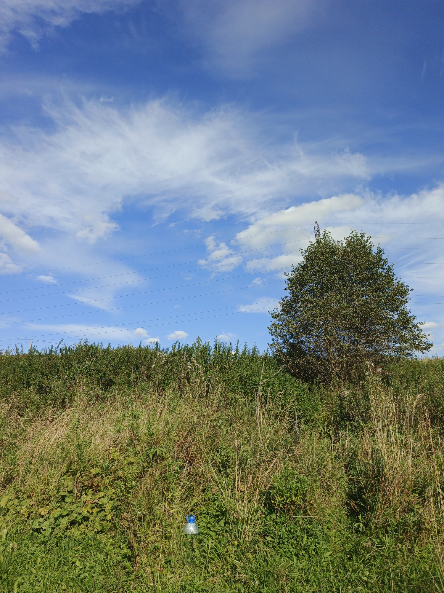 A wide shot shows a natural landscape under a bright blue sky with wispy white clouds. In the foreground, dense green grass and tall, dry stalks of vegetation dominate the lower half of the image. A small, blue and silver plastic marker is visible in the grass near the bottom center. Behind the low-lying vegetation, a dense line of taller green bushes and plants stretches across the middle ground, punctuated by a single, leafy green tree on the right side. The tree has a tall, dark metal structure resembling a power line pylon behind it. Several thin, dark power lines are strung horizontally across the sky. The scene is one of undeveloped nature, possibly on the outskirts of a rural area.