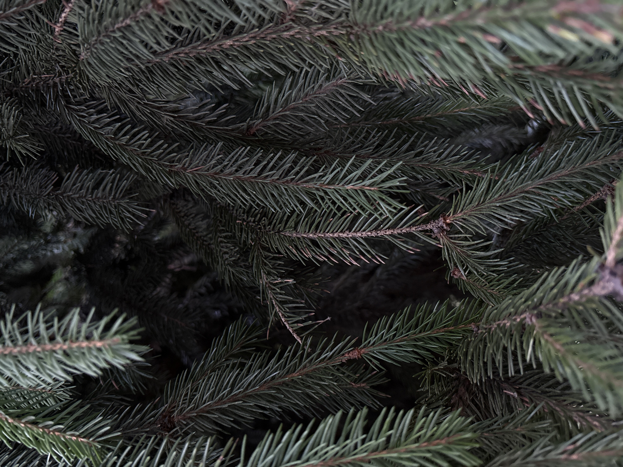 The image is a close-up, vertically oriented photograph of dense evergreen tree branches, likely a spruce or fir, filling the frame. The needles are a deep green, with some showing hints of brown or lighter green on their tips. The branches are overlapping, creating a layered effect and obscuring much of the background, which appears dark and out of focus. Some small, brown cones or buds are visible among the needles. The overall impression is one of natural texture and depth within the foliage. No people, animals, or man-made objects are visible. The location is not determinable from the image itself; it is not specified as being in Bobrov, Russia.