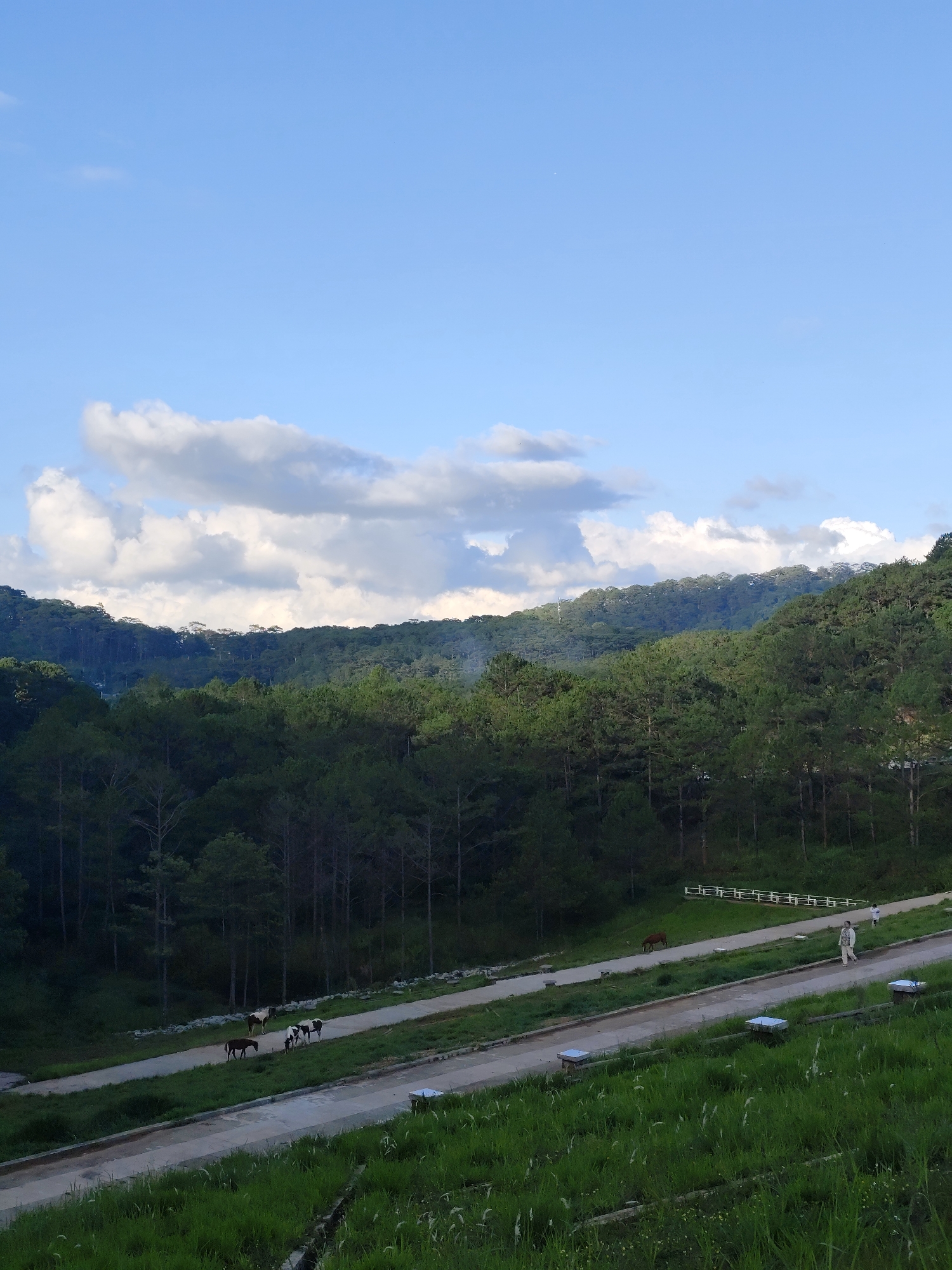 The image shows a landscape in Da Lat, Vietnam, with a clear blue sky and scattered white clouds. A dense forest covers the rolling hills in the background, with smoke rising from the trees. In the midground, a paved road winds through a grassy area, with several horses grazing on the grass and along the road. A person wearing light-colored clothing walks along the road near a white fence. The foreground features a grassy slope. Small, box-like structures are evenly spaced along the road's edge.