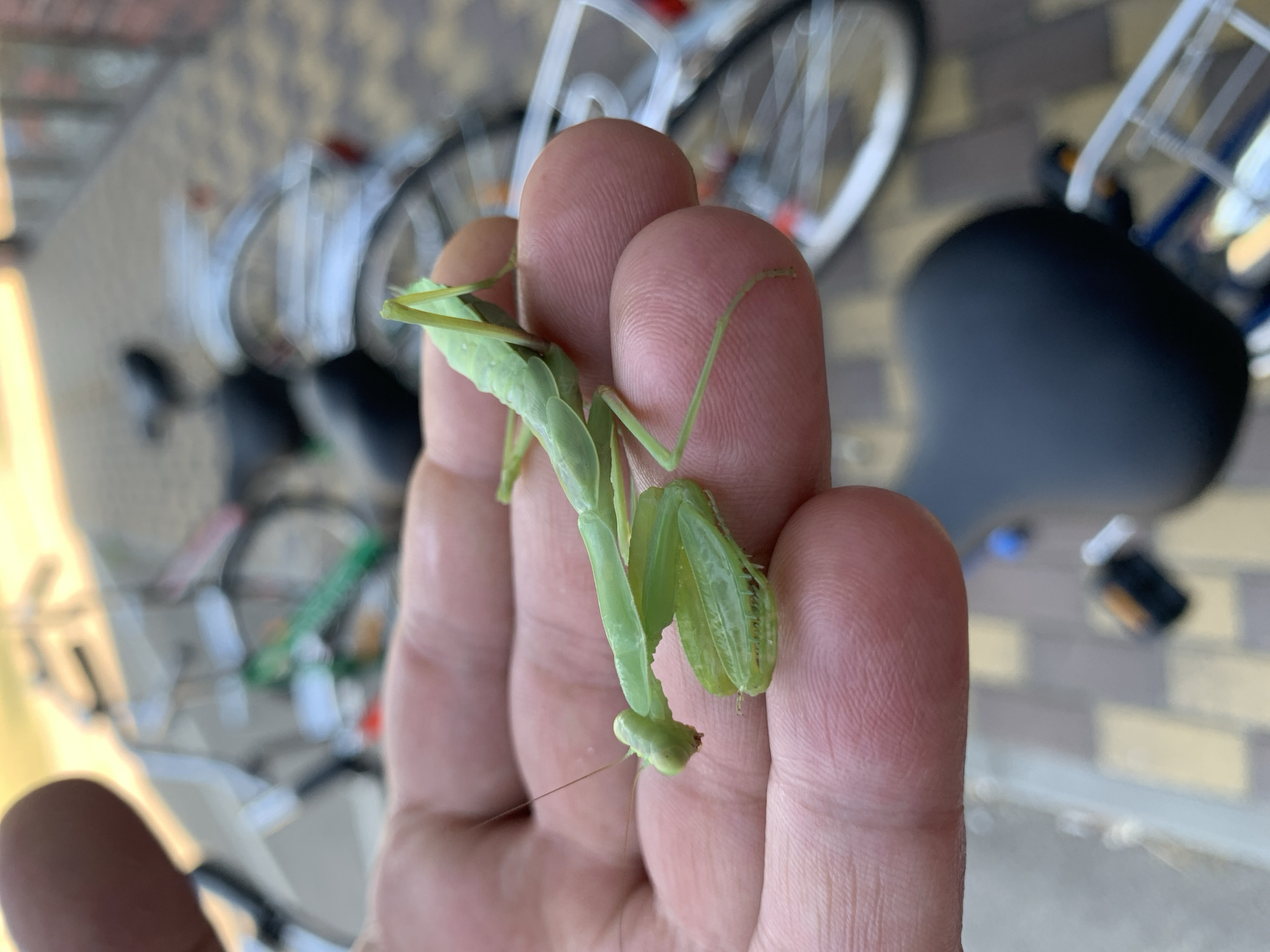 A light green praying mantis rests on a person's hand, with its front legs clasped in a characteristic predatory pose. The mantis is positioned diagonally across the fingers, with its head facing left. The background is blurred, showing several bicycles with silver frames and black seats. The ground appears to be paved with light-colored and darker rectangular stones. The setting is an outdoor location, possibly a park or a street in Kropotkin, Russia, given the presence of bicycles, which are a common mode of transportation in urban areas. The lighting suggests it is daytime.