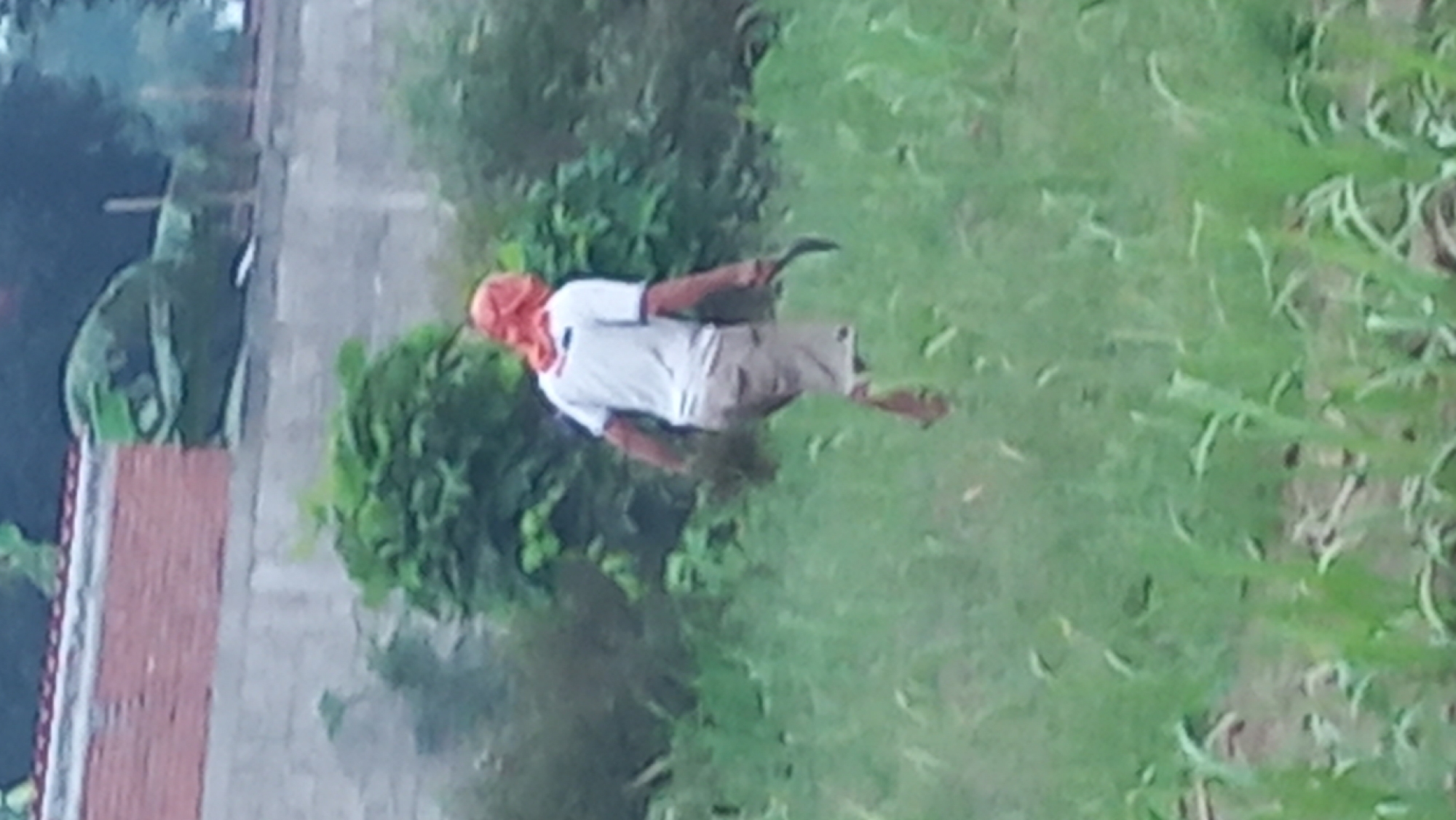 A person is walking in a field in Pare, Indonesia, with a sickle in their hand. The person is wearing a white t-shirt, tan shorts, and an orange cloth around their head. The field is covered in tall grass, and there are some trees and a building in the background. The sky is overcast.