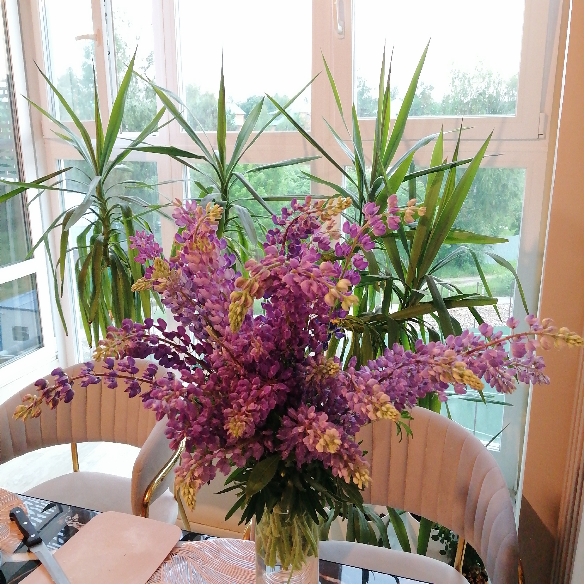 A close-up shot captures a bouquet of purple lupine flowers in a glass vase on a table, with two upholstered chairs visible behind it. Tall, spiky green plants flank the bouquet, with a large window and a blurred outdoor scene in the background. The image appears to be taken inside a home in Trubacheyevka, Russia.